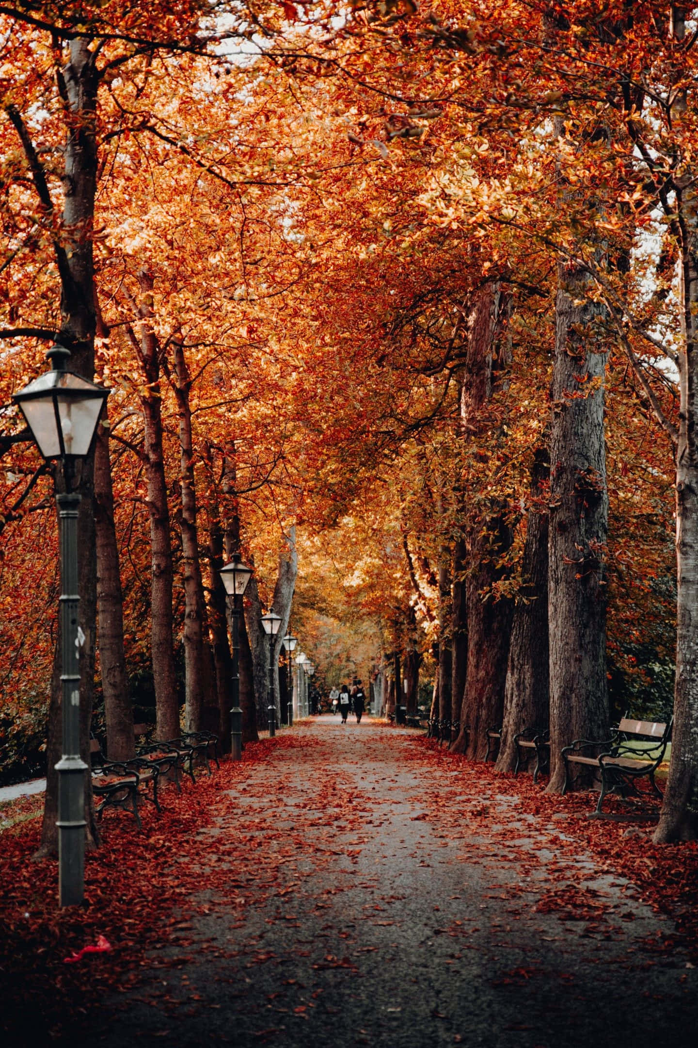 Cute Autumn iPhone 桌布 壁紙 — 一條寧靜的秋天小徑，兩旁是高聳的樹木，披著火紅的橙色樹葉和散落的深紅葉子，在柔和的光線下。