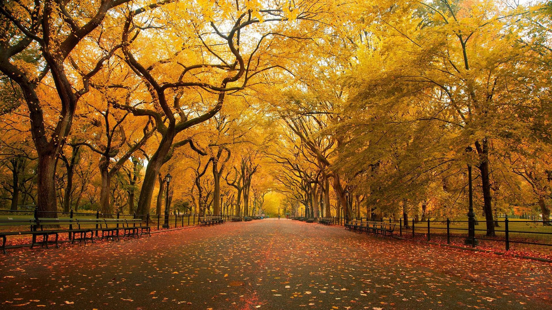 New York 桌布 壁紙 — 一條寧靜的秋天小徑，兩旁種滿金黃色的樹木，散落著落葉，在柔和的光線下。