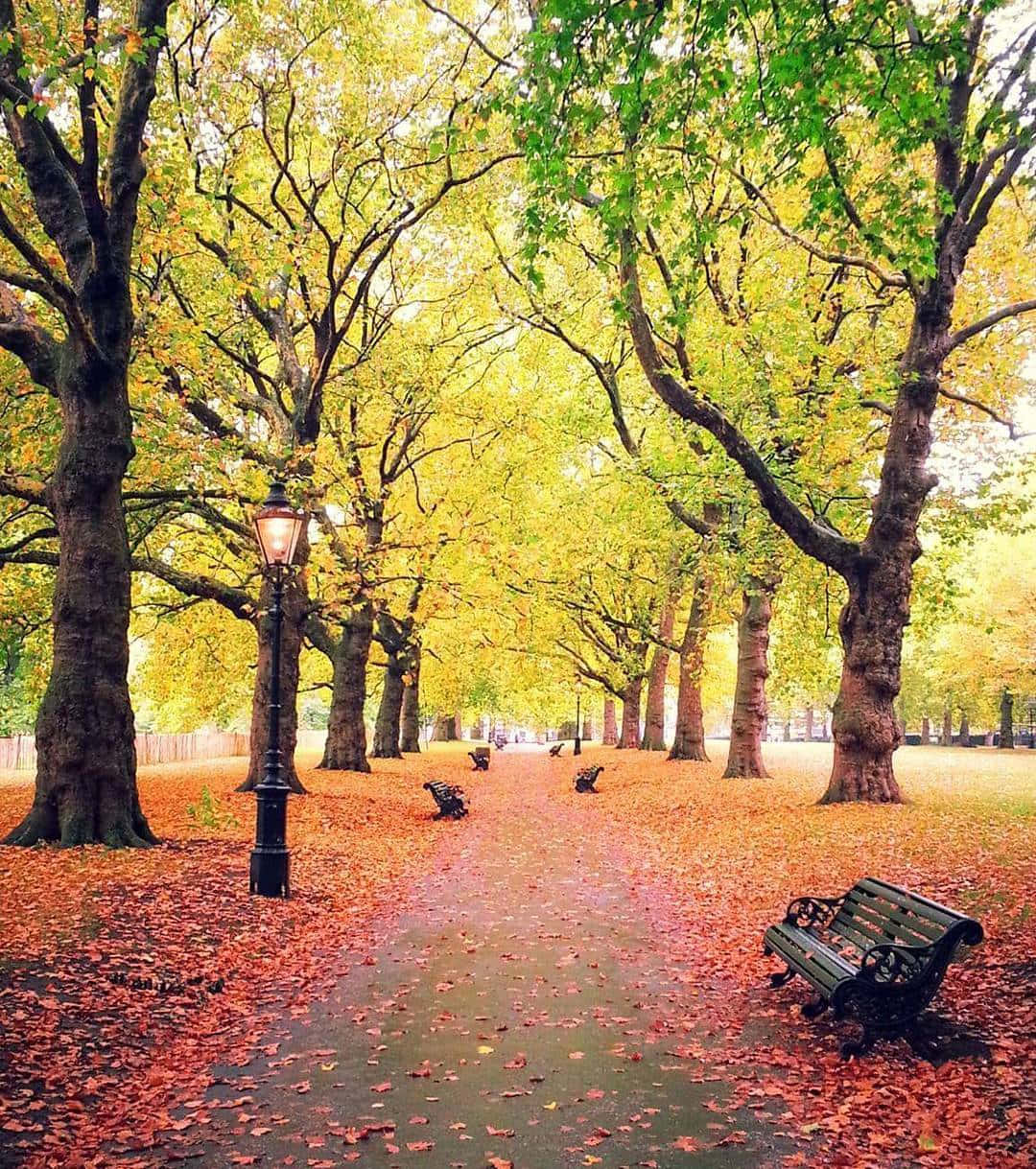 秋季公園小徑，金黃樹下有落葉和長椅。 — 倫敦 壁紙