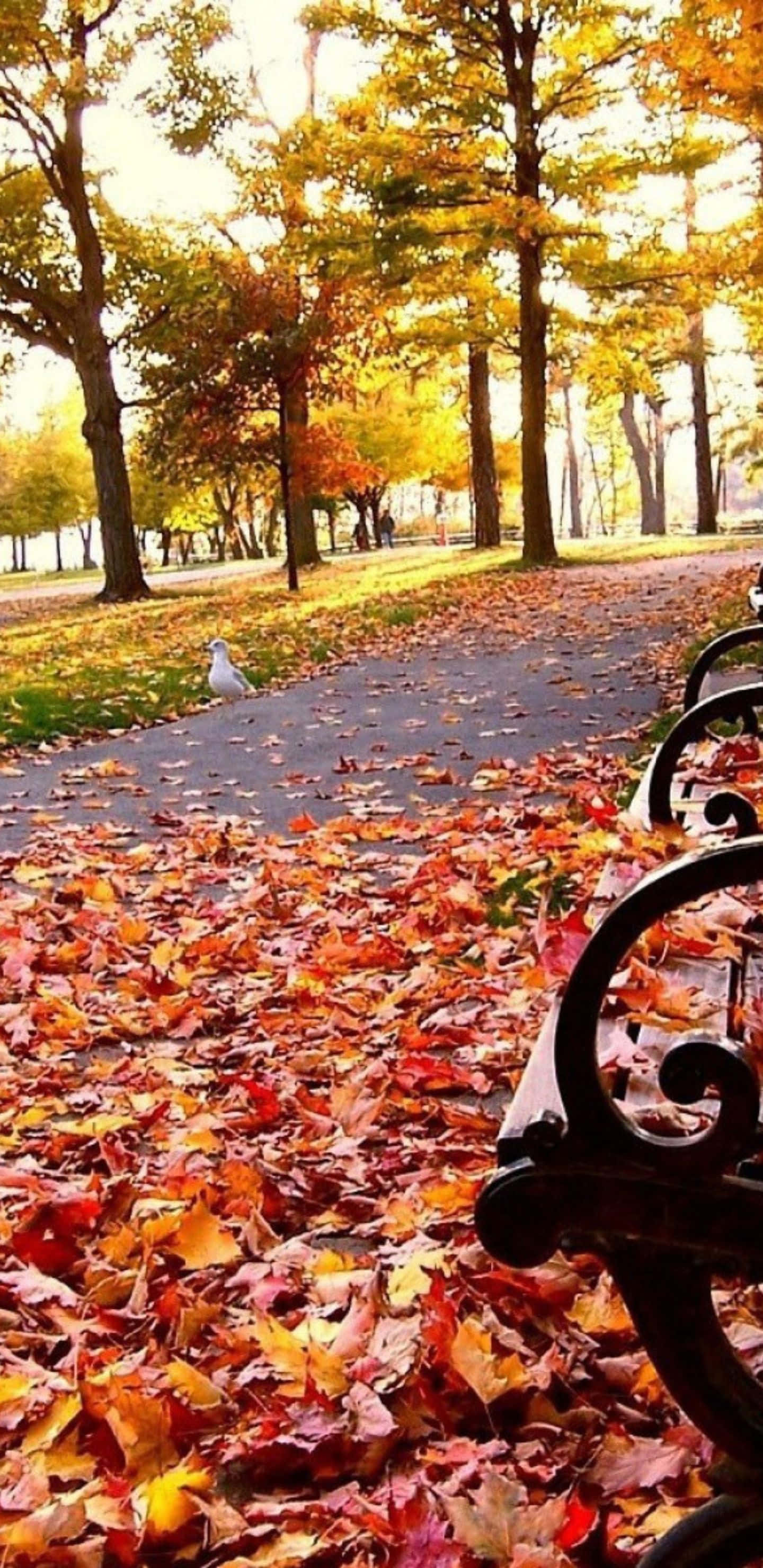 自然 桌布 壁紙 — 一條寧靜的秋季公園小徑，鋪滿鮮豔的紅色、橙色和黃色樹葉，附近有一隻白色小鳥在行走。