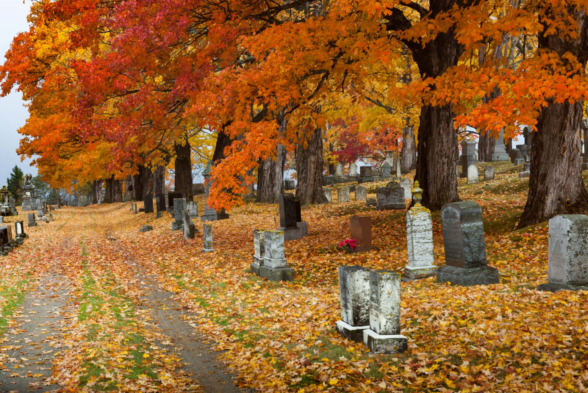Autumn Season 桌布 壁紙 — 一條寧靜的秋季墓園小徑，兩旁種滿鮮豔的橙色和紅色楓樹，散落的墓碑在陰天之下。