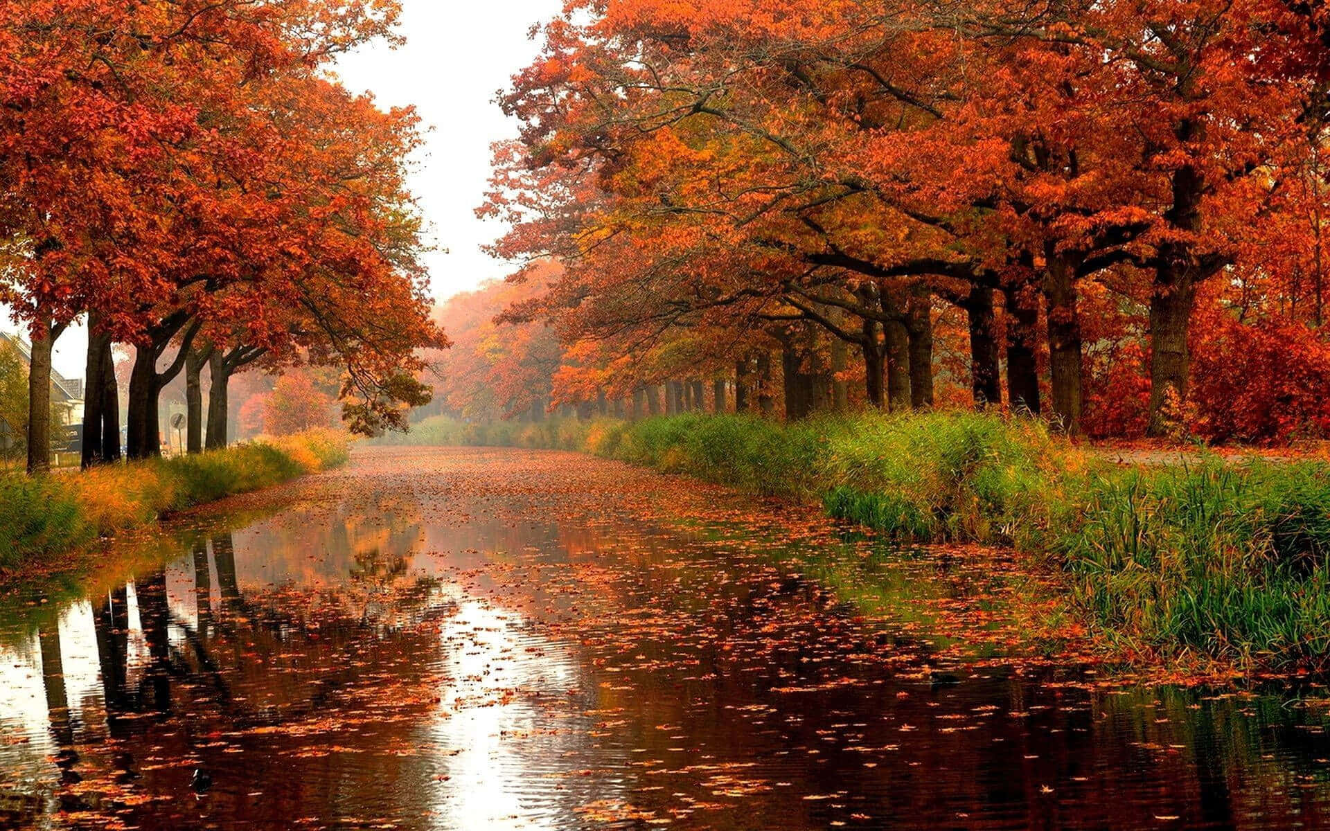 Autumn Fall 桌布 壁紙 — 一條寧靜的秋季運河，兩旁是充滿活力的橙色樹木，落葉漂浮在平靜的水面上。