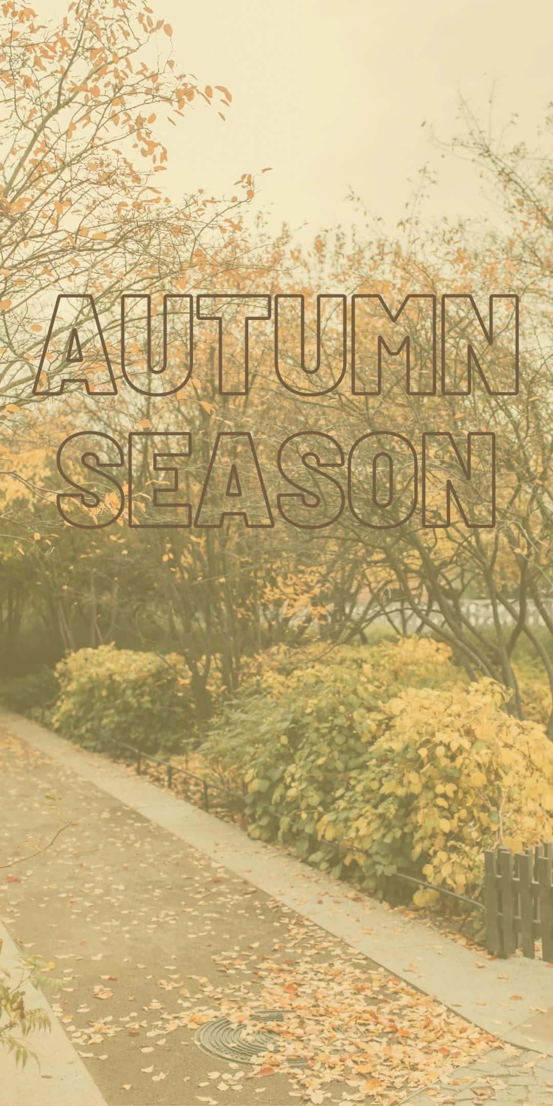 Android Autumn 桌布 壁紙 — 一條寧靜的秋日公園小徑，兩旁金黃的樹葉和落葉在柔和日光下。