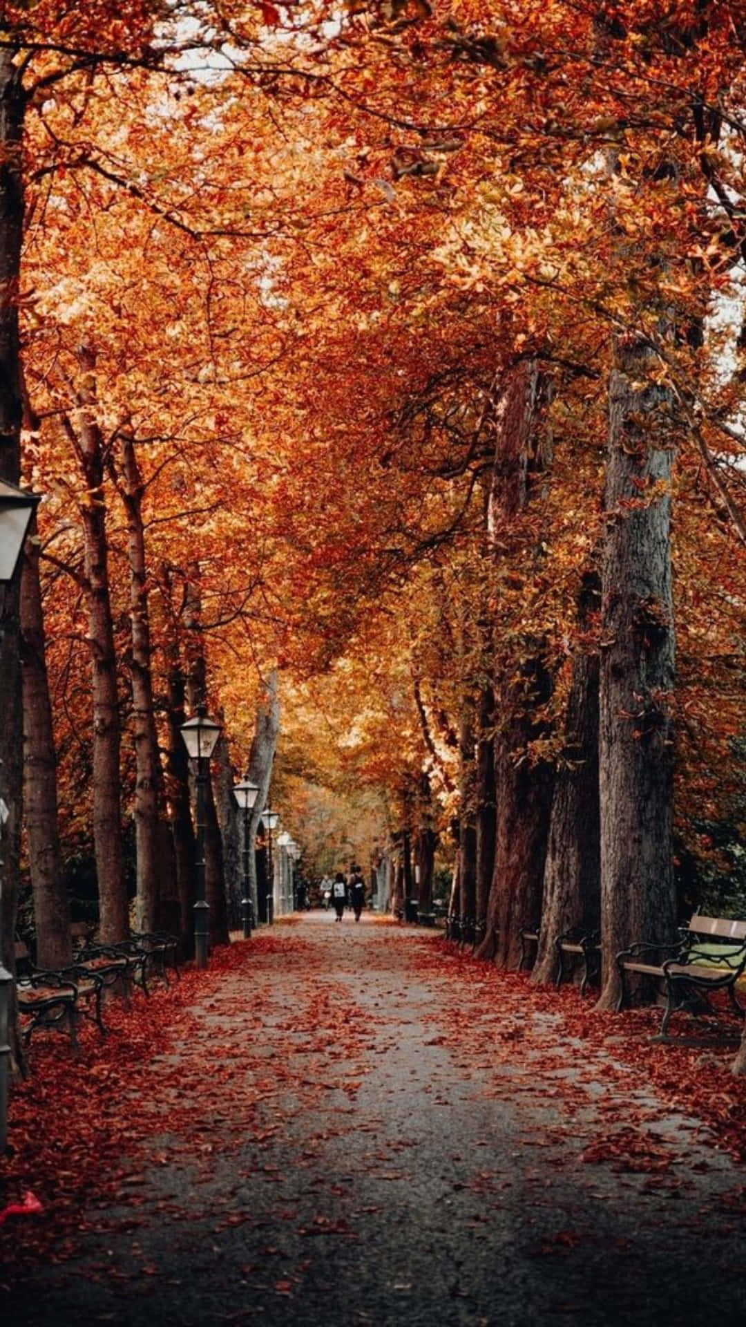 Autumn Fall 桌布 壁紙 — 一條寧靜的秋日林蔭小徑，鋪滿了落下的紅葉，人們在橙黃色樹冠下漫步。