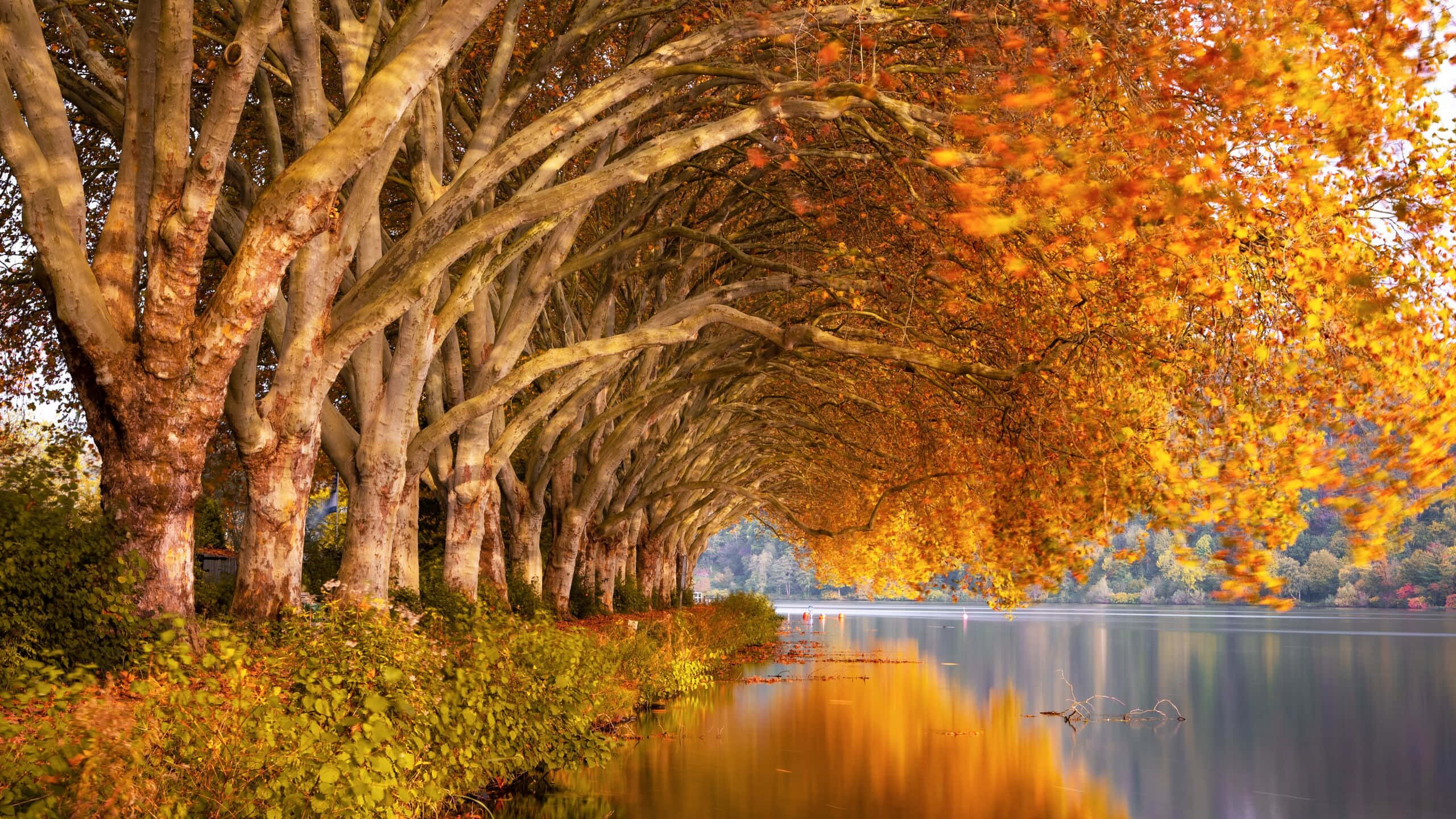 Autumn Season 桌布 壁紙 — 一條寧靜的秋日樹木隧道拱起在平靜的湖面上，反射著金色的樹葉和柔和的光線。
