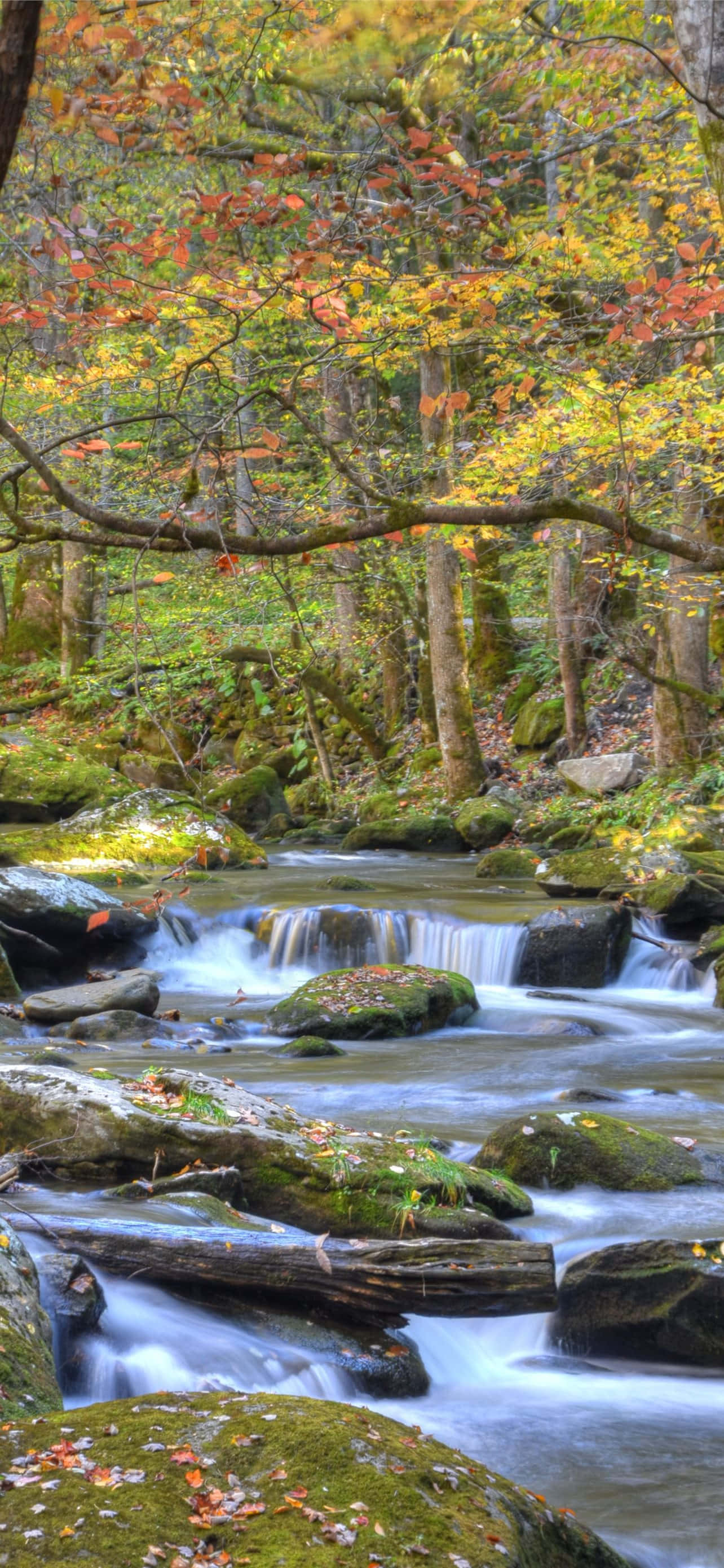 river 桌布 壁紙 — 一條寧靜的秋日溪流在長滿苔蘚的岩石上流淌，上方是火紅橙黃的樹冠。