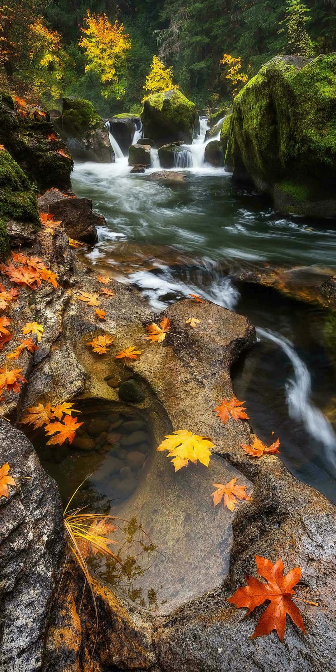 Pixel 3 Autumn 桌布 壁紙 — 一條寧靜的秋日溪流流過長滿苔蘚的岩石，鮮豔的橙色和黃色樹葉散落在溪岸上。