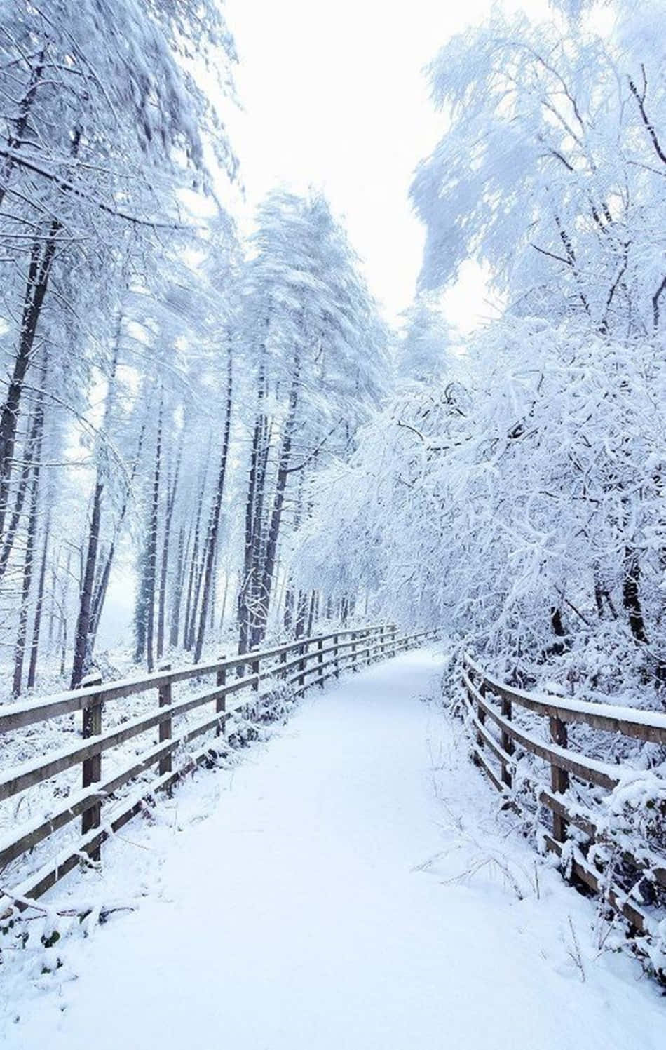 Snow iPhone 桌布 壁紙 — 一條寧靜的積雪木徑蜿蜒穿過霜凍的森林，在明亮的冬日天空下。