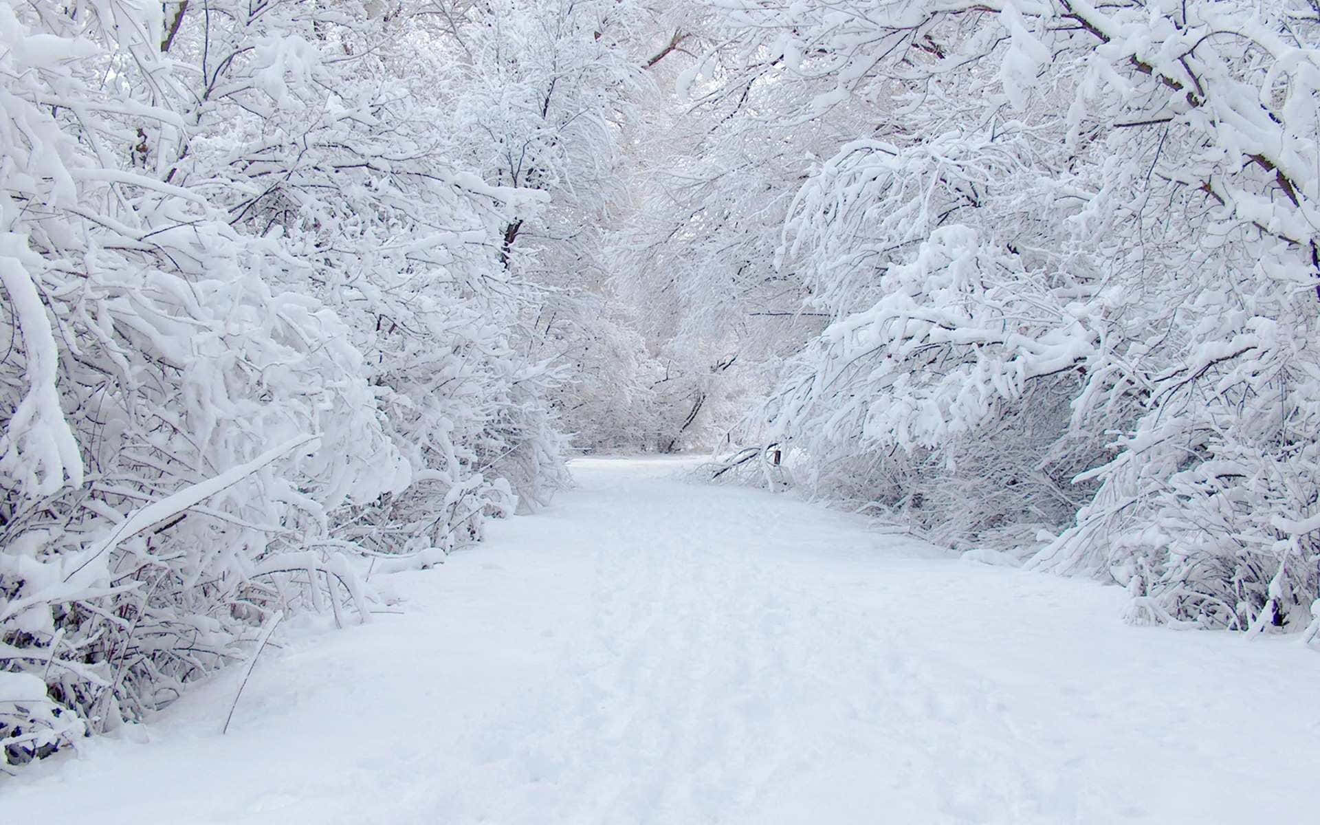 Road 桌布 壁紙 — 一條寧靜的積雪森林小徑蜿蜒穿過在柔和日光下掛滿純白積雪的樹木。