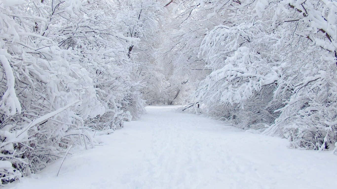 Snowstorm 桌布 壁紙 — 一條寧靜的積雪森林小徑蜿蜒穿過在柔和日光下掛滿純白積雪的樹木。