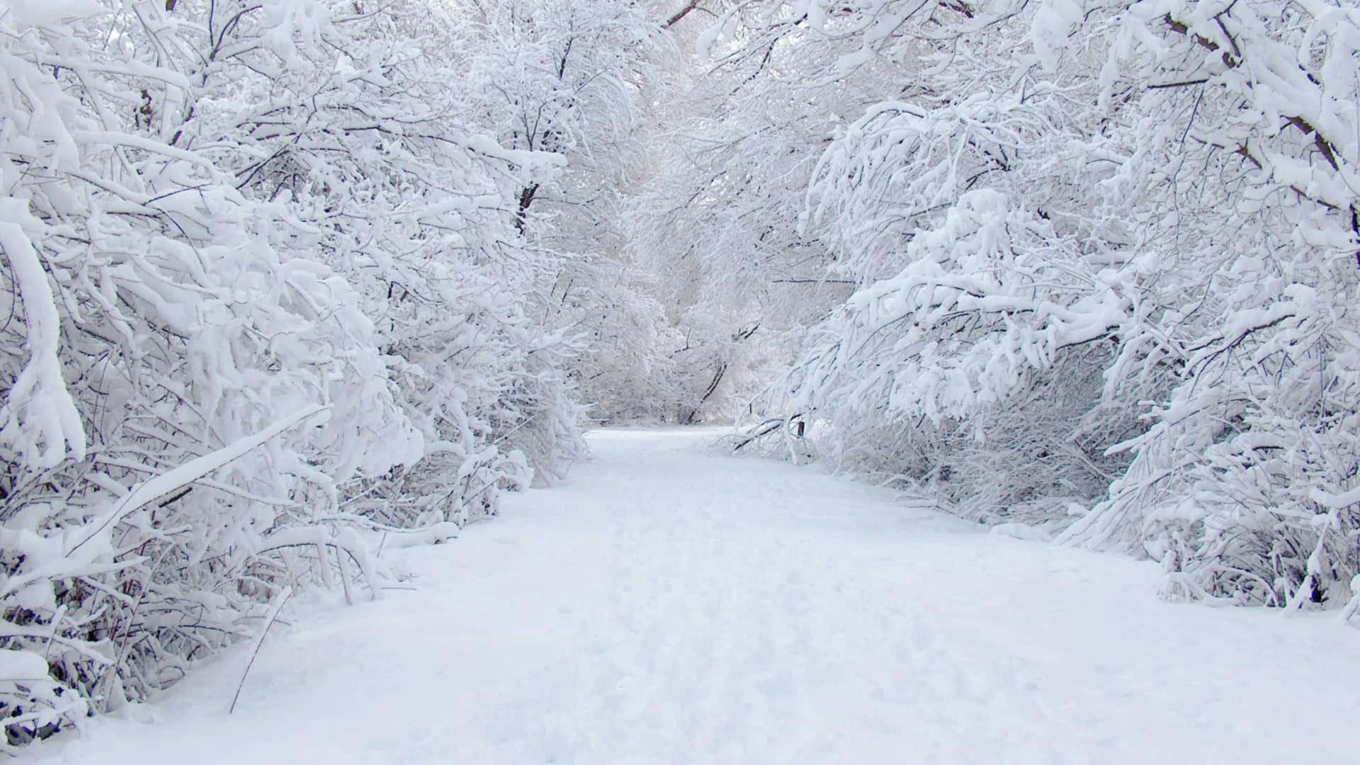 Winter Scene 桌布 壁紙 — 一條寧靜的積雪森林小徑蜿蜒穿過掛滿霜白積雪的樹木。