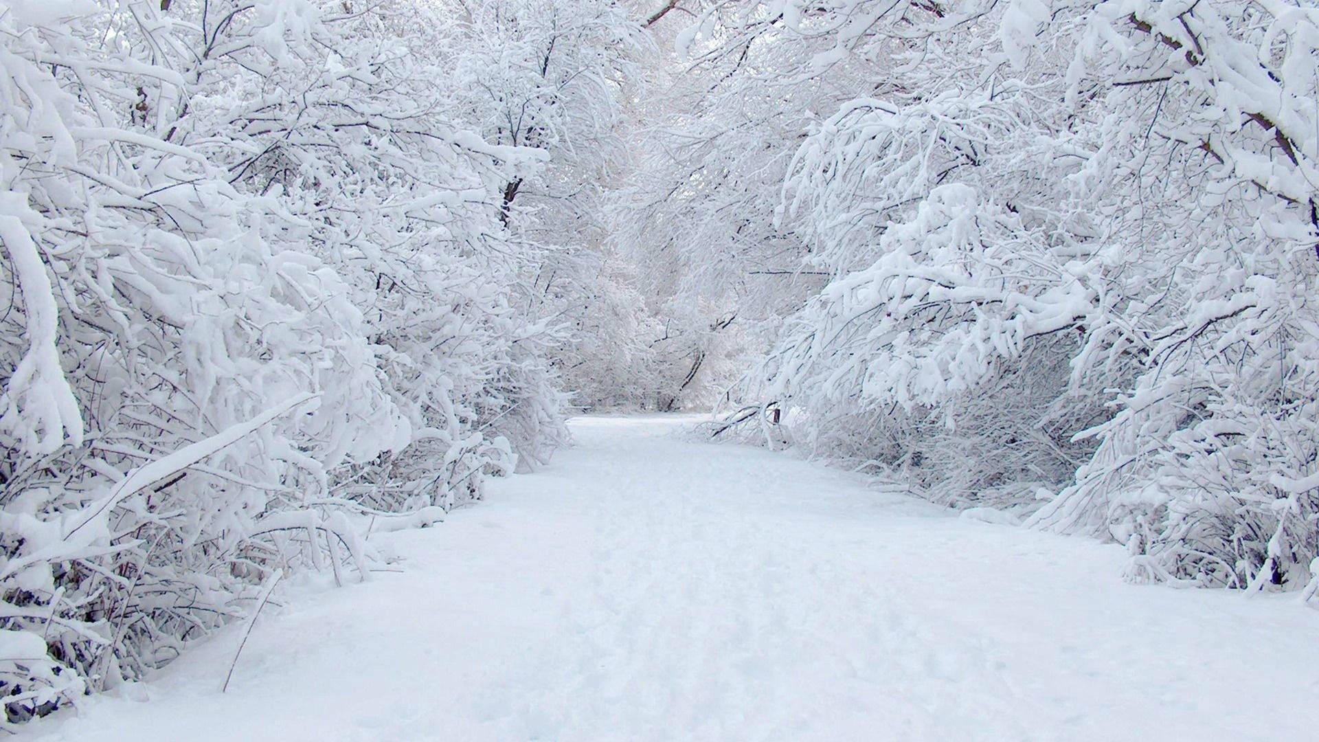 雪 桌布 壁紙 — 一條寧靜的積雪森林小徑蜿蜒穿過樹木，樹木在柔和日光下掛滿了純淨的白雪。