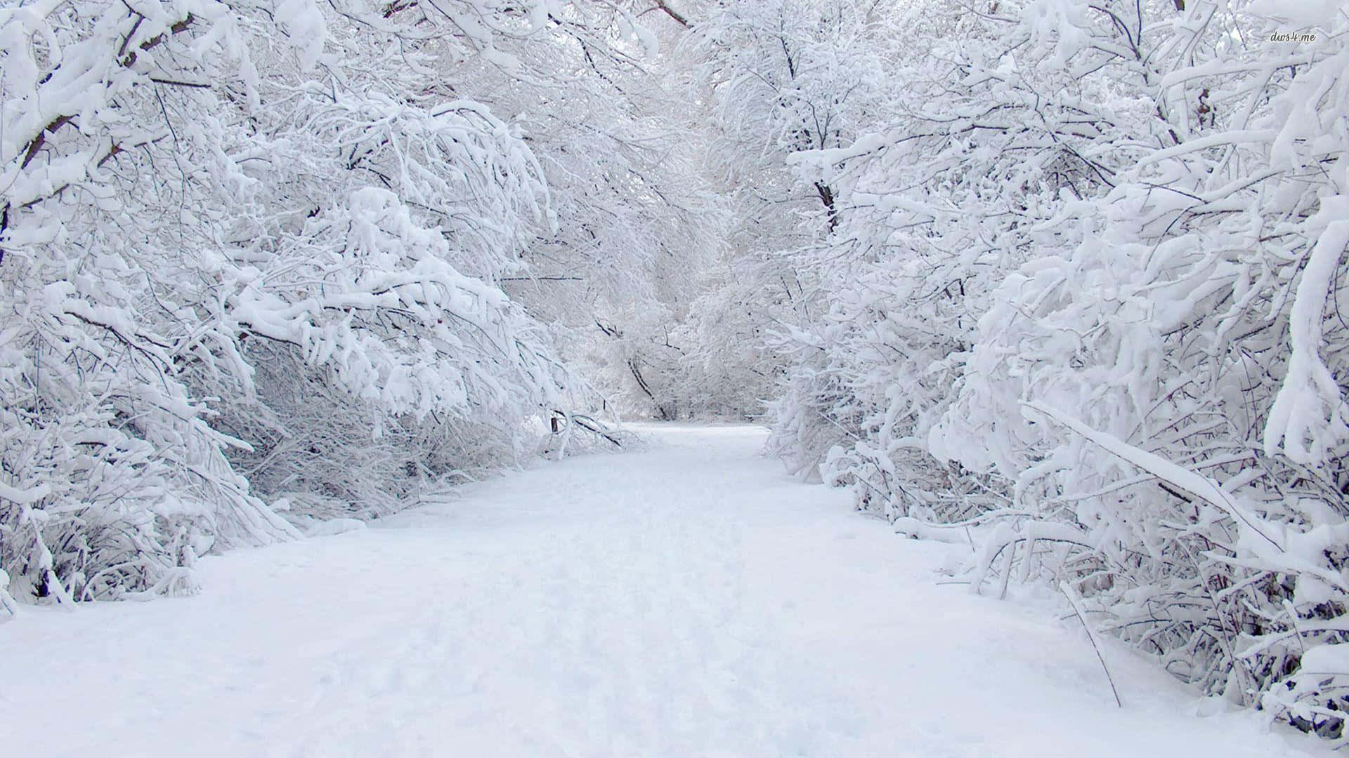 blizzard 桌布 壁紙 — 一條寧靜的積雪森林小徑蜿蜒穿過樹木，樹上掛滿了純淨的白雪，在柔和的光線下閃耀。