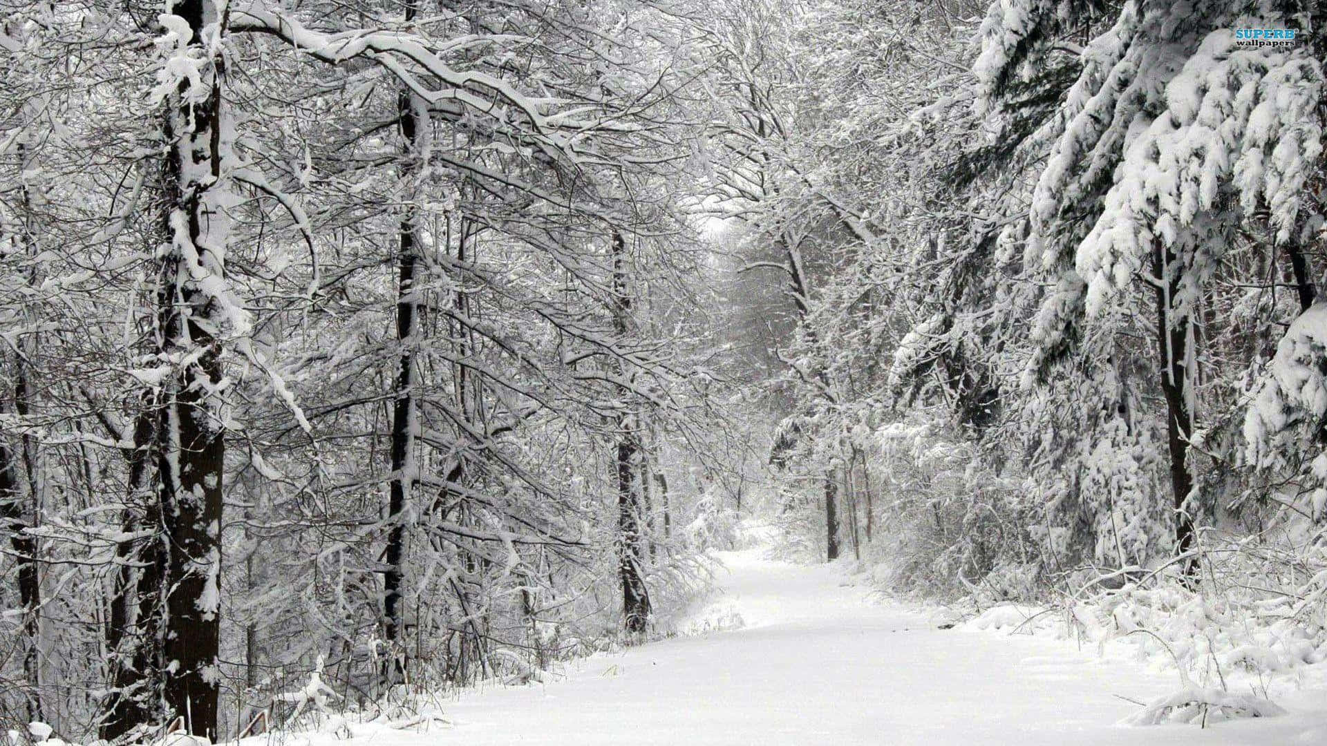 Snowy Forest 桌布 壁紙 — 一條寧靜的積雪森林小徑蜿蜒穿過被白雪覆蓋的高大樹木，營造出寂靜的冬日仙境。
