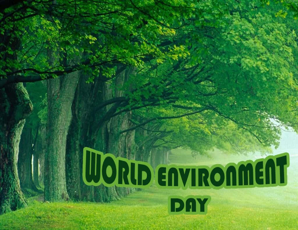World 桌布 壁紙 — 一條寧靜的綠色森林小徑，兩旁高聳的樹木和薄霧，在明亮的日光下。