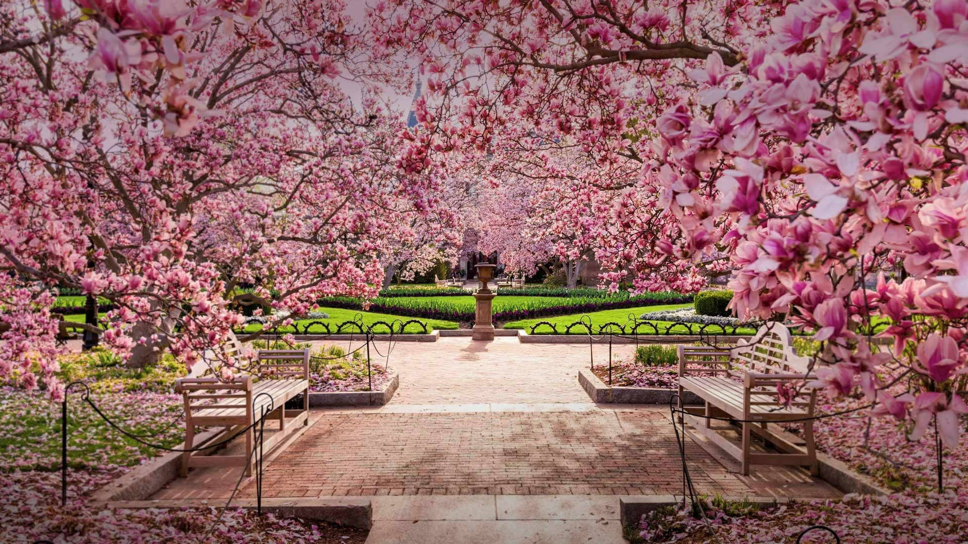 Washington 桌布 壁紙 — 一條寧靜的花園小徑，兩旁盛開的粉紅色木蘭樹，長椅在柔軟花瓣的華蓋下。