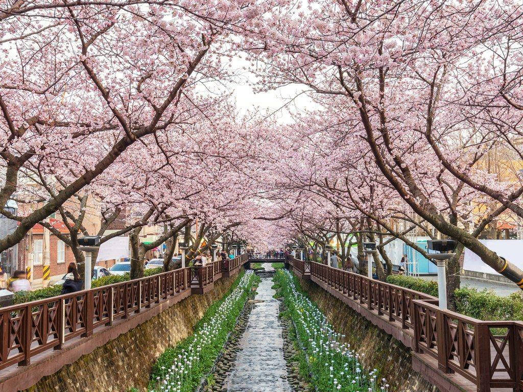 韓國 桌布 壁紙 — 一條寧靜的運河兩旁盛開的櫻花樹在石徑上形成粉紅色的天篷，人們在下面漫步。