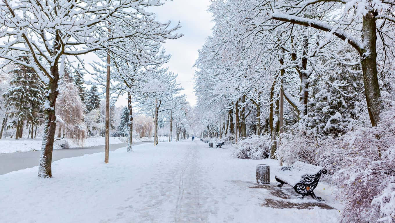 1360x768 桌布 壁紙 — 一條寧靜的雪覆蓋公園小徑，兩旁是結霜的樹木和長椅，天空是陰沉的冬日天空。