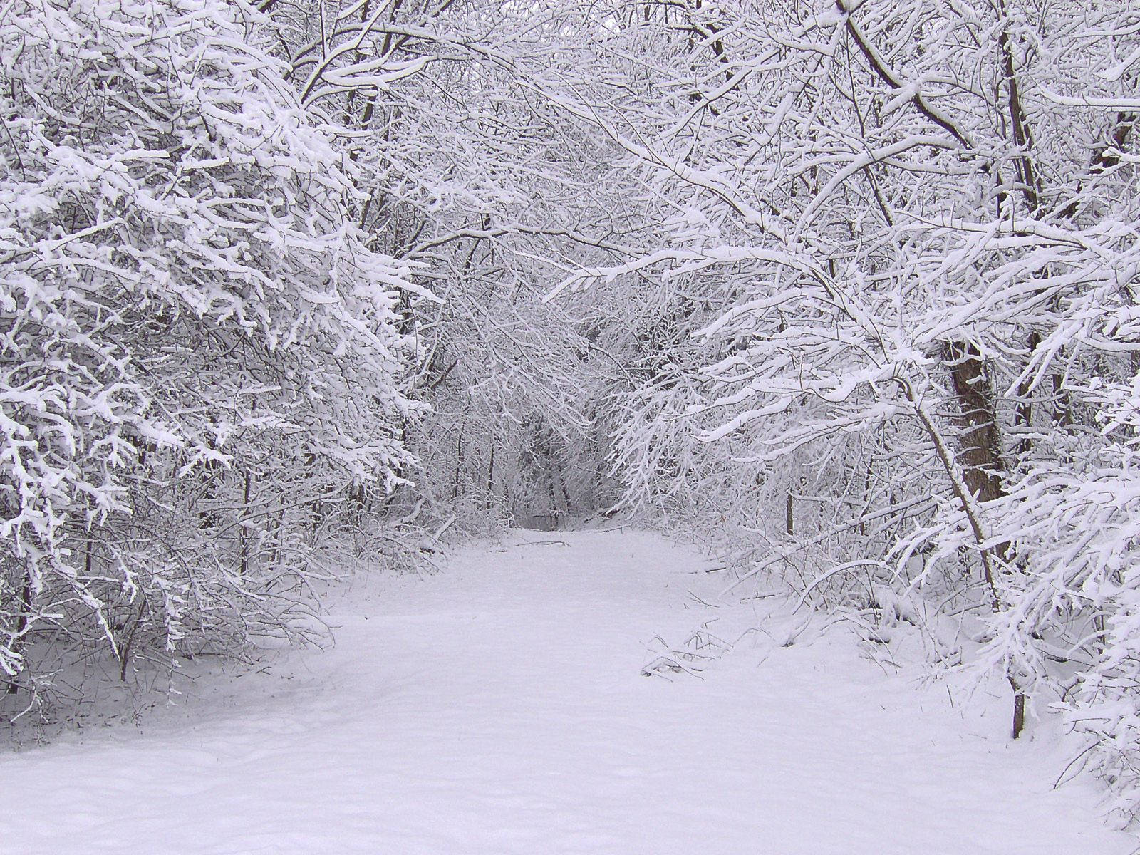 雪 桌布 壁紙 — 一條寧靜的雪覆蓋森林小徑蜿蜒穿過樹木，樹木在陰天天空下掛滿了新鮮的白雪。