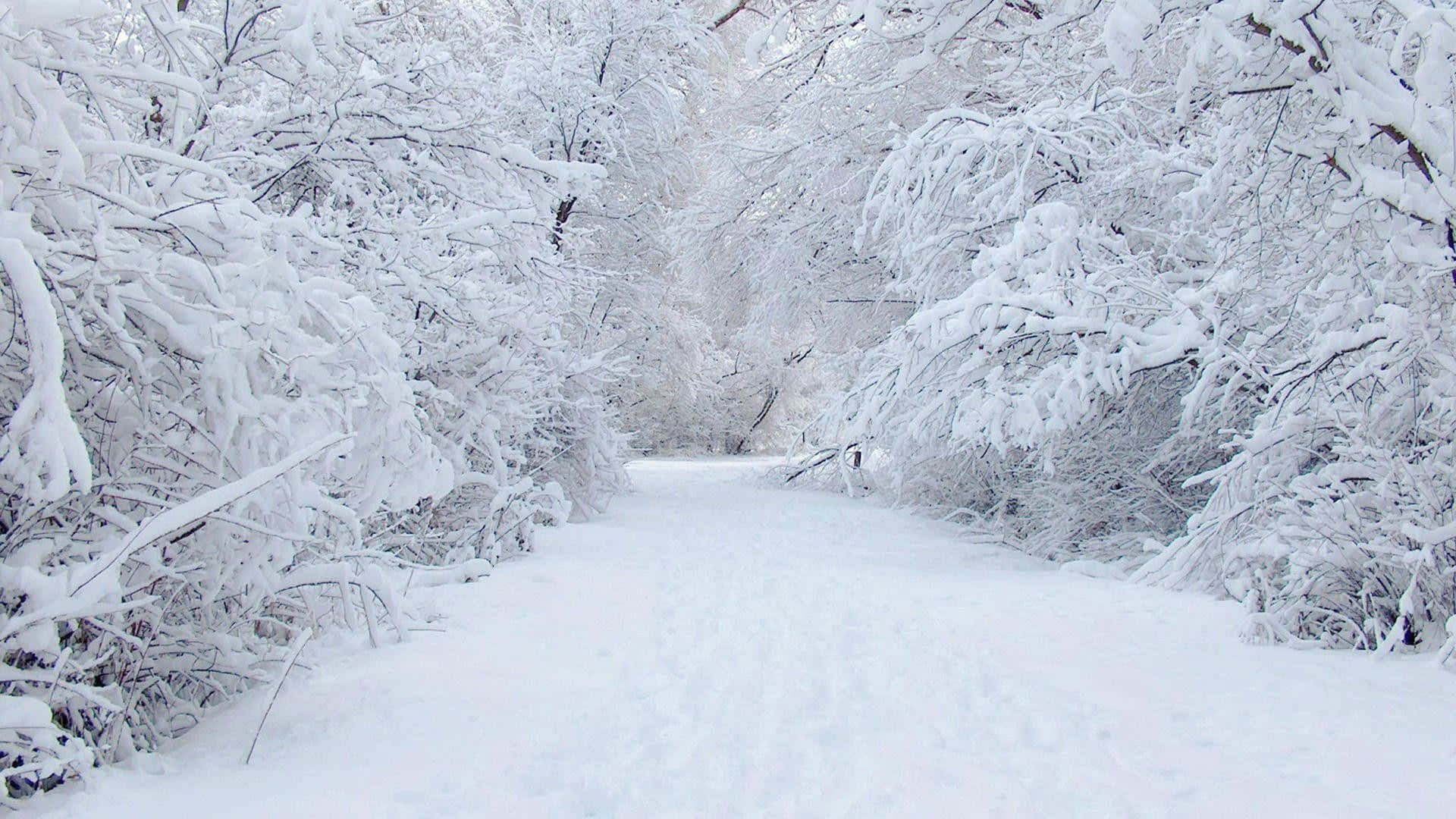 Snowing 桌布 壁紙 — 一條寧靜的雪覆蓋森林小徑蜿蜒穿過樹木，樹木在柔和日光下掛滿了純淨的白雪。