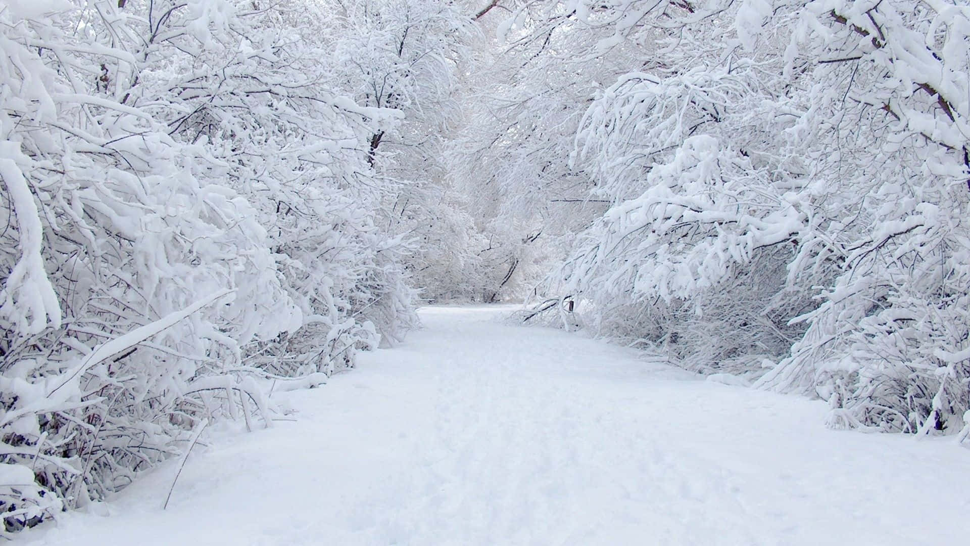雪 桌布 壁紙 — 一條寧靜的雪覆蓋森林小徑蜿蜒穿過樹木，樹木在柔和日光下掛滿了純淨的白雪。