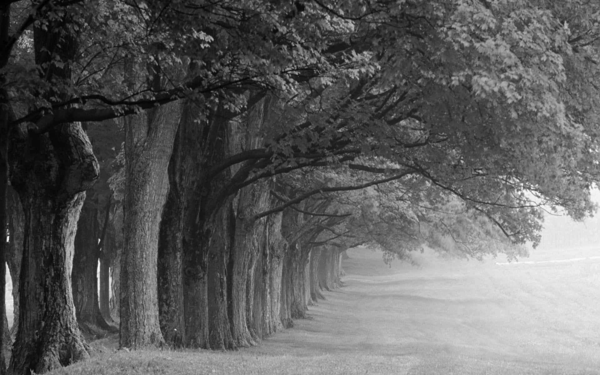Black And White Nature 桌布 壁紙 — 一條寧靜的黑白小徑蜿蜒穿過一條霧氣瀰漫的林蔭大道，兩旁是高聳的樹木，樹皮紋理分明，樹冠枝葉茂密。
