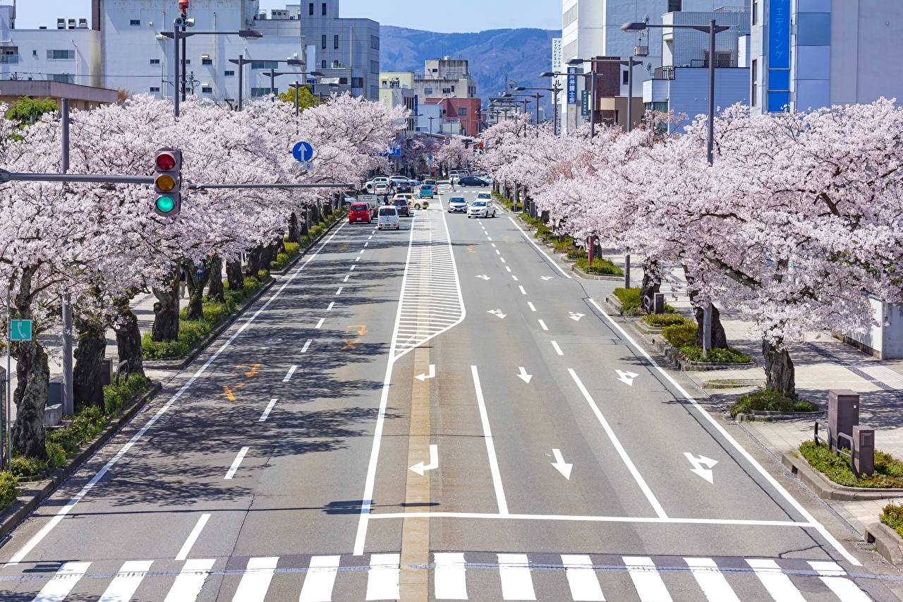 櫻花樹排列在設有汽車和交通號誌的城市街道上。