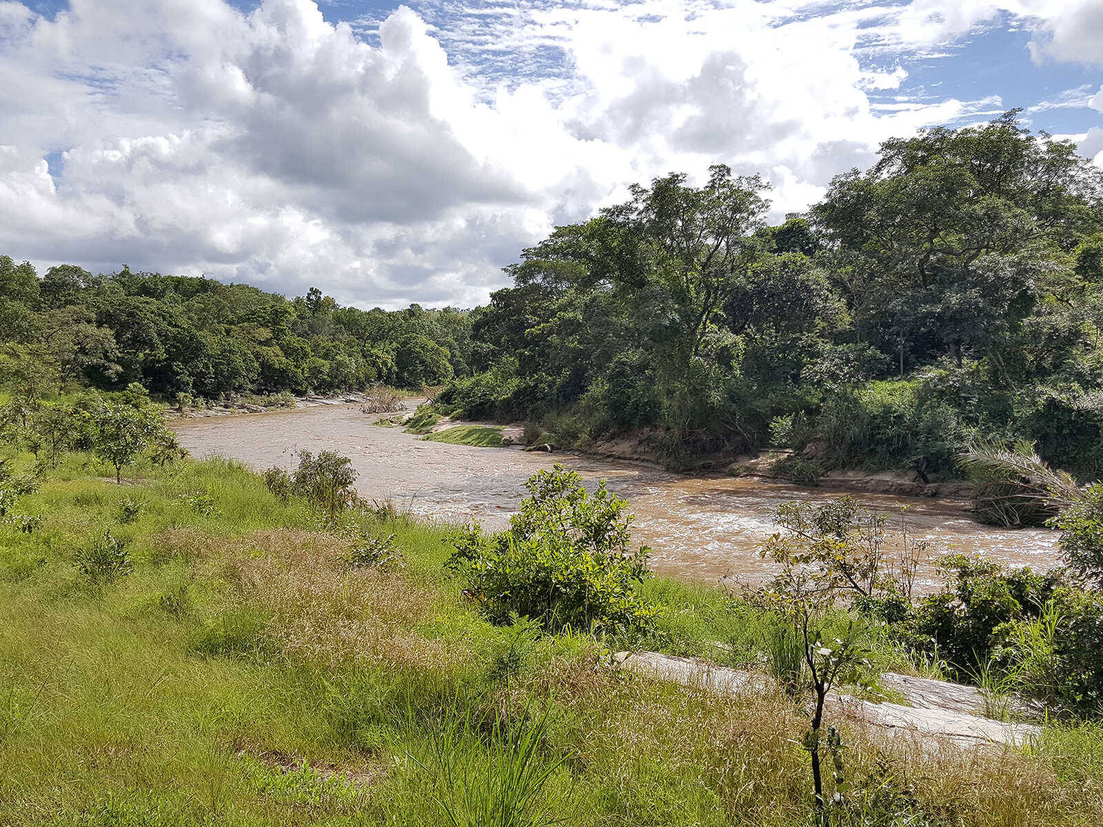 river 桌布 壁紙 — 一條寬闊的泥濘河流流經茂密的綠色森林，天空明亮多雲。