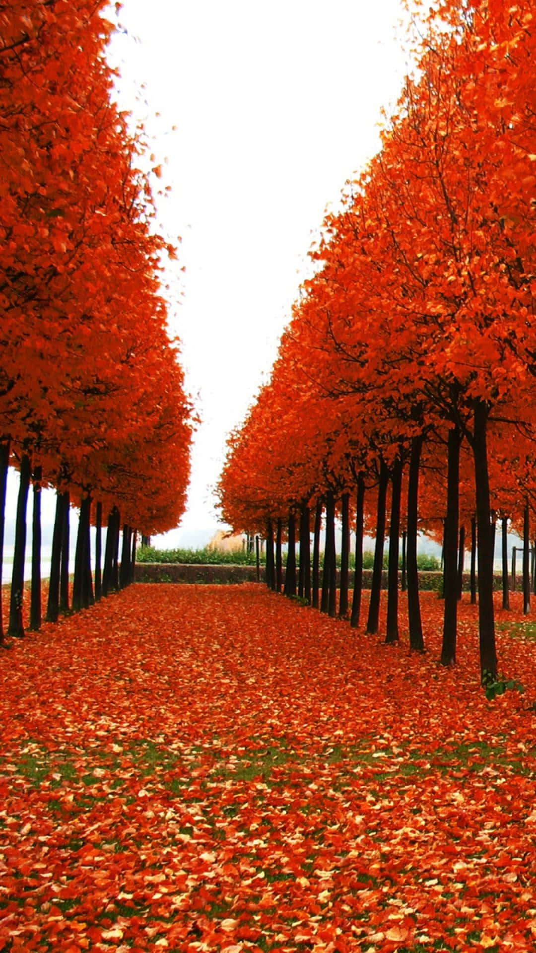 Beautiful Fall iPhone 桌布 壁紙 — 一條對稱的小徑兩旁種滿了鮮豔的橙色樹木，在明亮的白色天空下延伸至遠方。