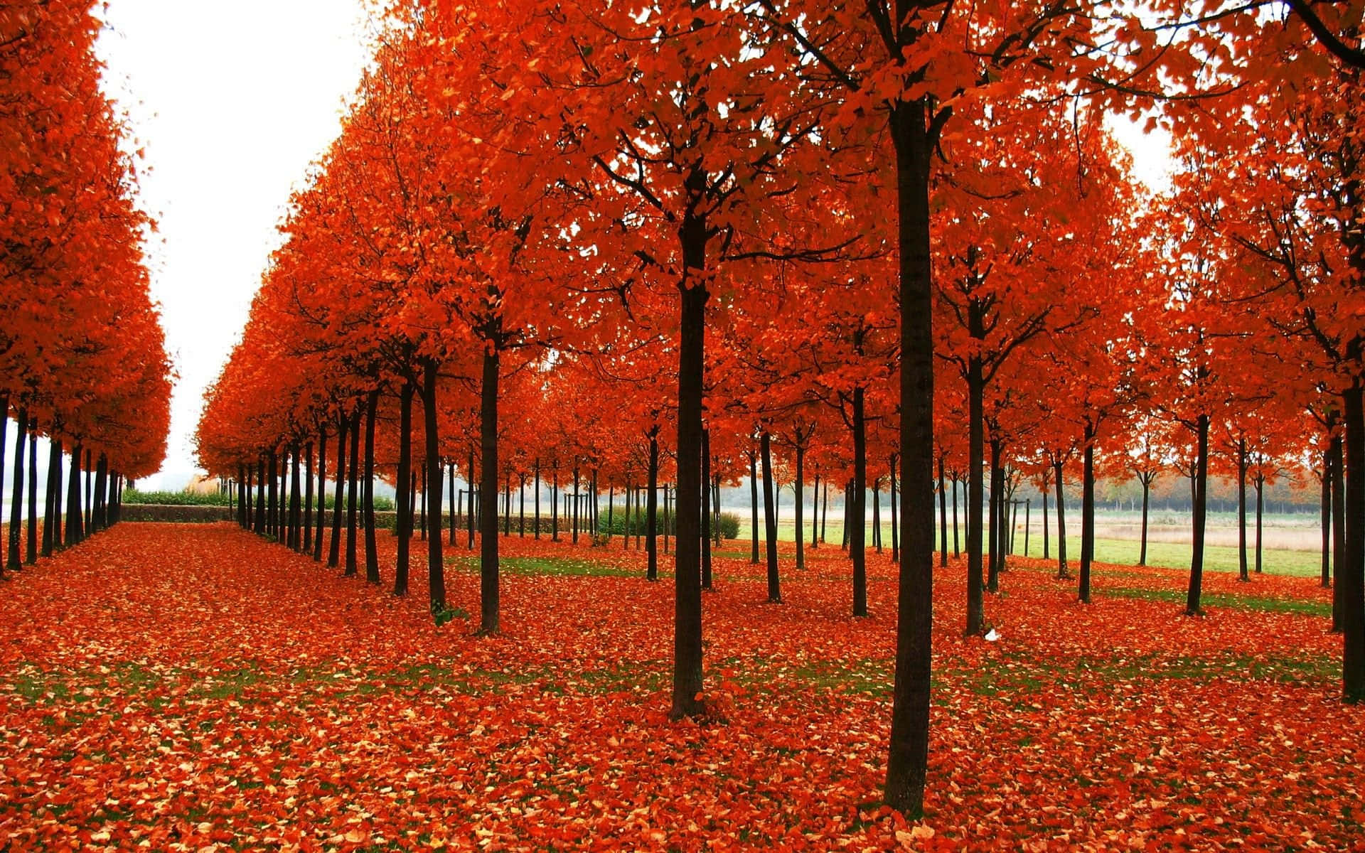 桌布 壁紙 — 一條對稱的火焰紅楓樹大道，鋪滿落葉的小徑，在陰天之下。