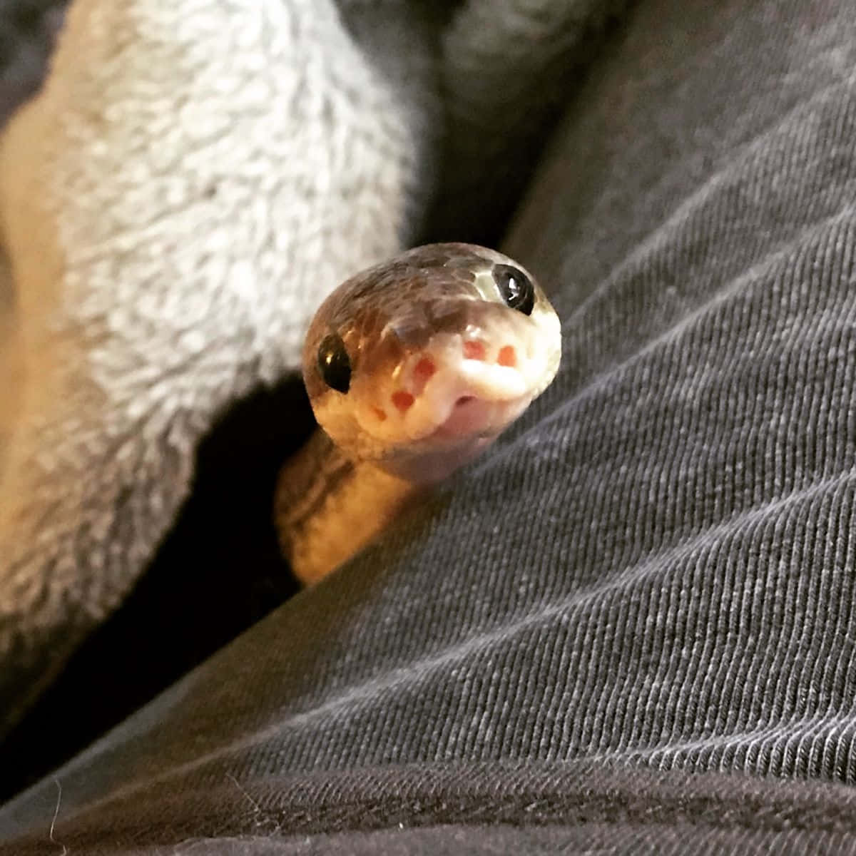 snakes 桌布 壁紙 — 一條小蛇特寫，深色眼睛和粉紅色嘴巴，從有紋理的灰色和白色布料之間探出頭來。