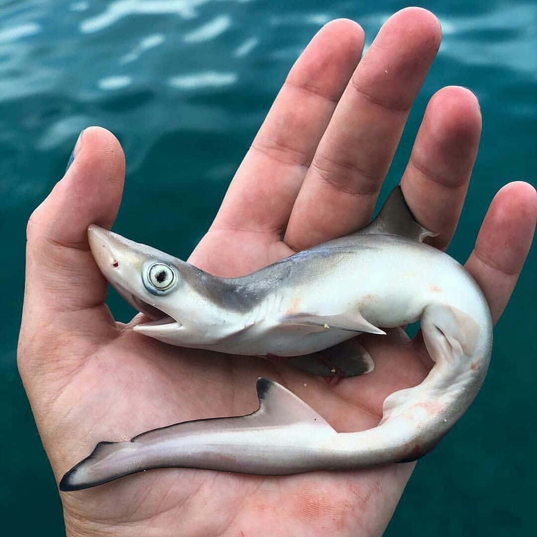 鯊魚 桌布 壁紙 — 一條小鯊魚在張開的手掌中休息，背景是藍綠色的海水。