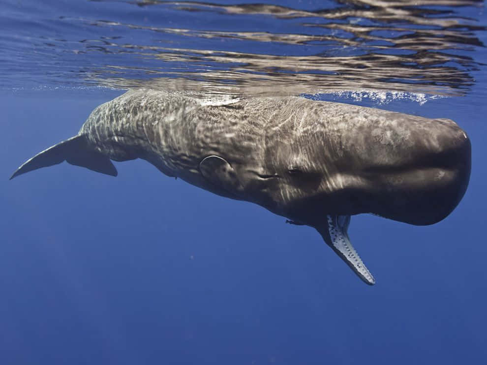 Sperm Whale 桌布 壁紙 — 一條巨大的抹香鯨在水下優雅地滑行，其帶有紋理的灰色皮膚在漣漪的藍色水面下清晰可見。
