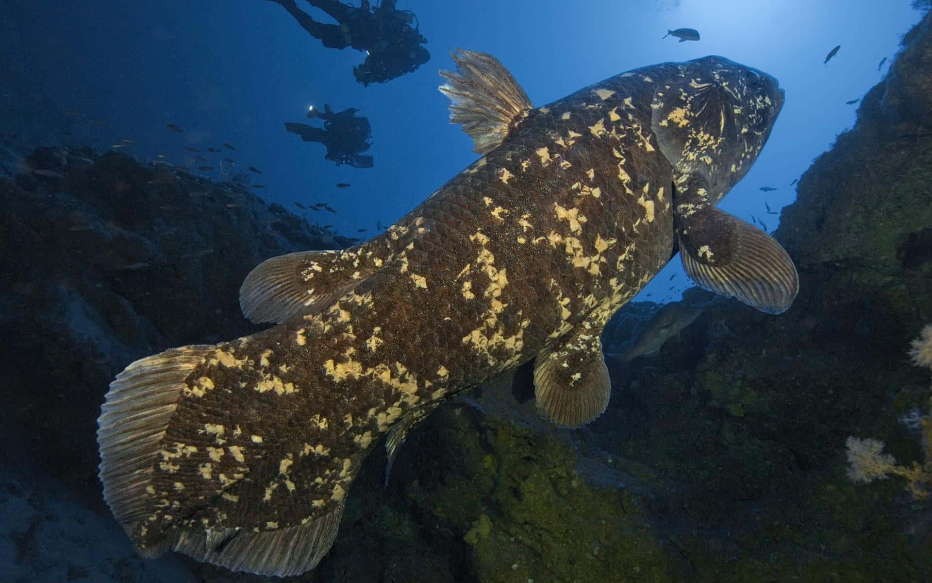 3d Fish 桌布 壁紙 — 一條巨大的斑點巨骨舌魚在深藍色水下洞穴中滑行，上方可見潛水員。