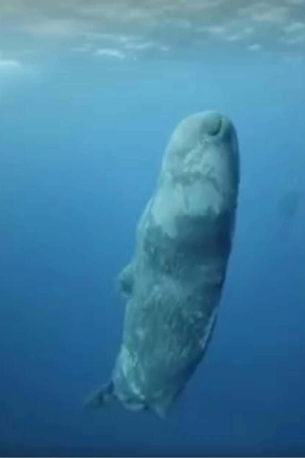 Sperm Whale 桌布 壁紙 — 一條巨大的無齒鯨魚在清澈湛藍的海水中優雅地滑行，陽光從上方穿透而下。