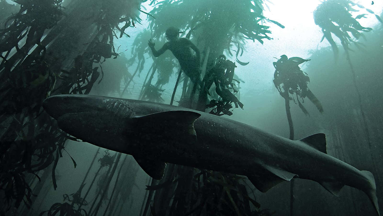 Underwater Scary Ocean 桌布 壁紙 — 一條巨大的鯊魚在渾濁的綠色海水中，穿梭於高聳的海藻林之間，潛水員從上方觀察。