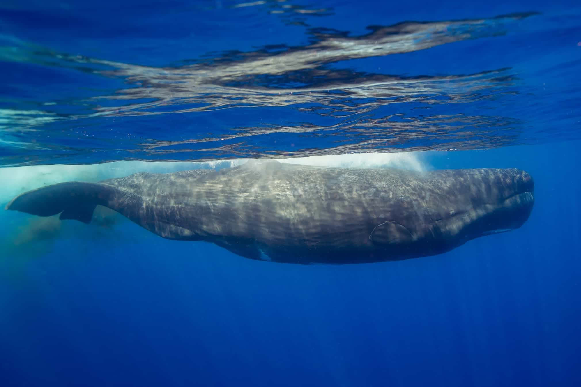 Sperm Whale 桌布 壁紙 — 一條巨大的鯨魚在海洋表面下優雅地滑行，陽光透過清澈的藍色海水照射下來。