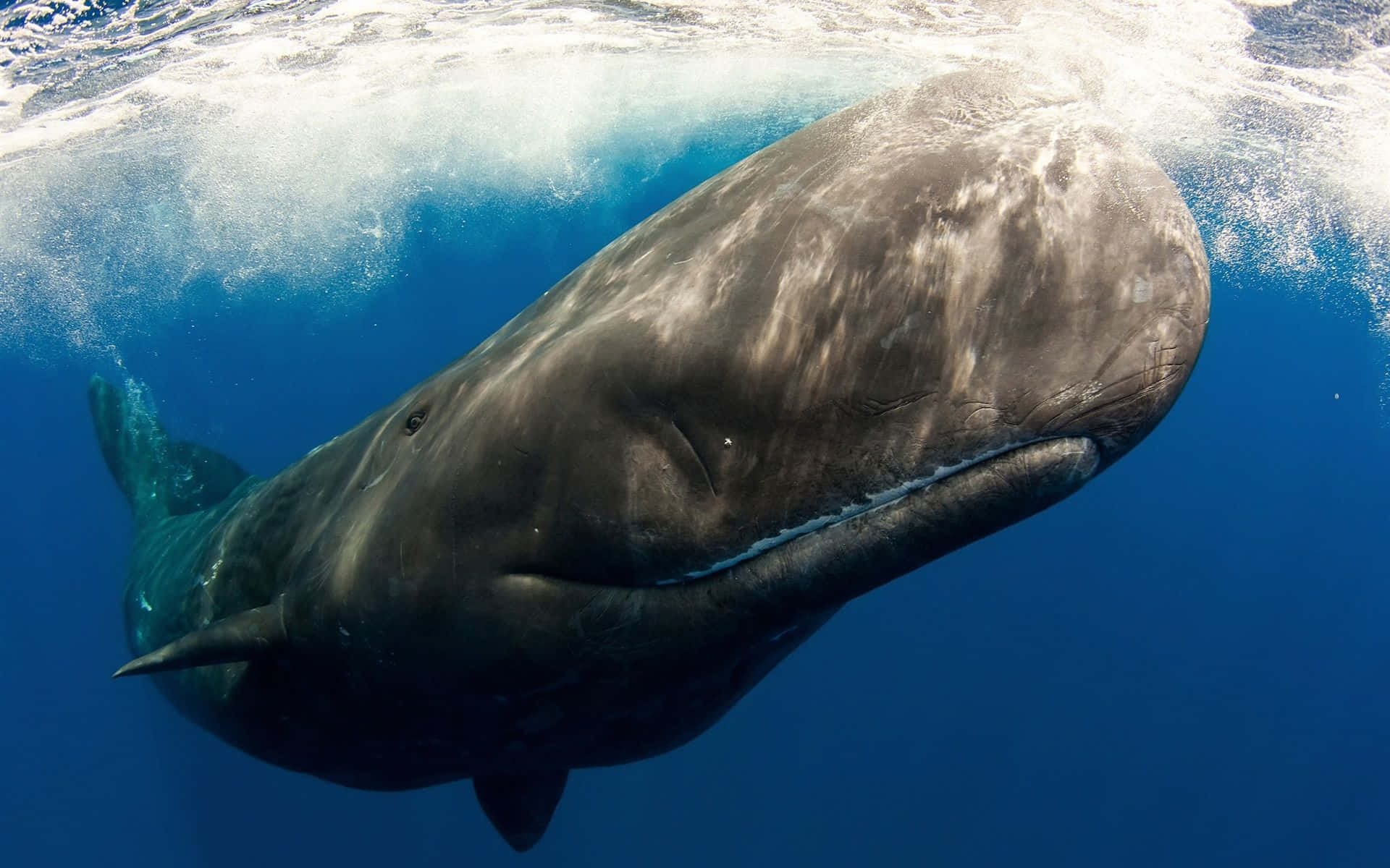 Sperm Whale 桌布 壁紙 — 一條巨大的鯨魚在深藍色的海水中滑行，陽光從上方穿透而下。