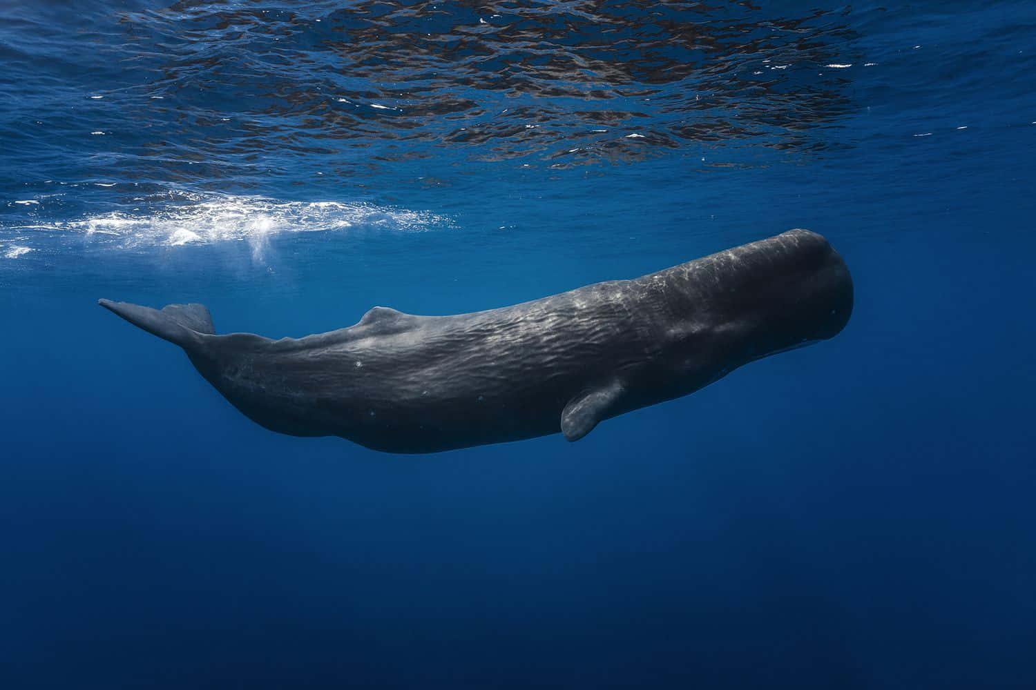 Sperm Whale 桌布 壁紙 — 一條巨大的鯨魚在陽光照射的深藍色海洋中優雅地滑行。
