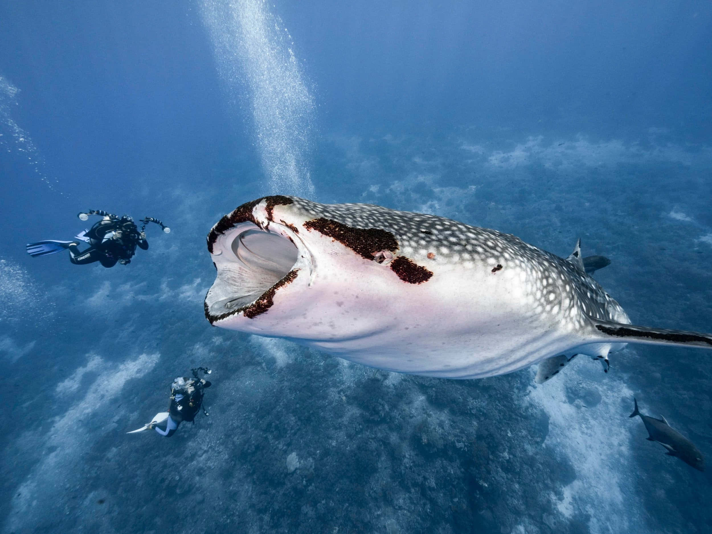 Whale Shark 桌布 壁紙 — 一條巨大的鯨鯊優雅地在頭頂游過，潛水員在下方清澈的藍色海洋水域中。
