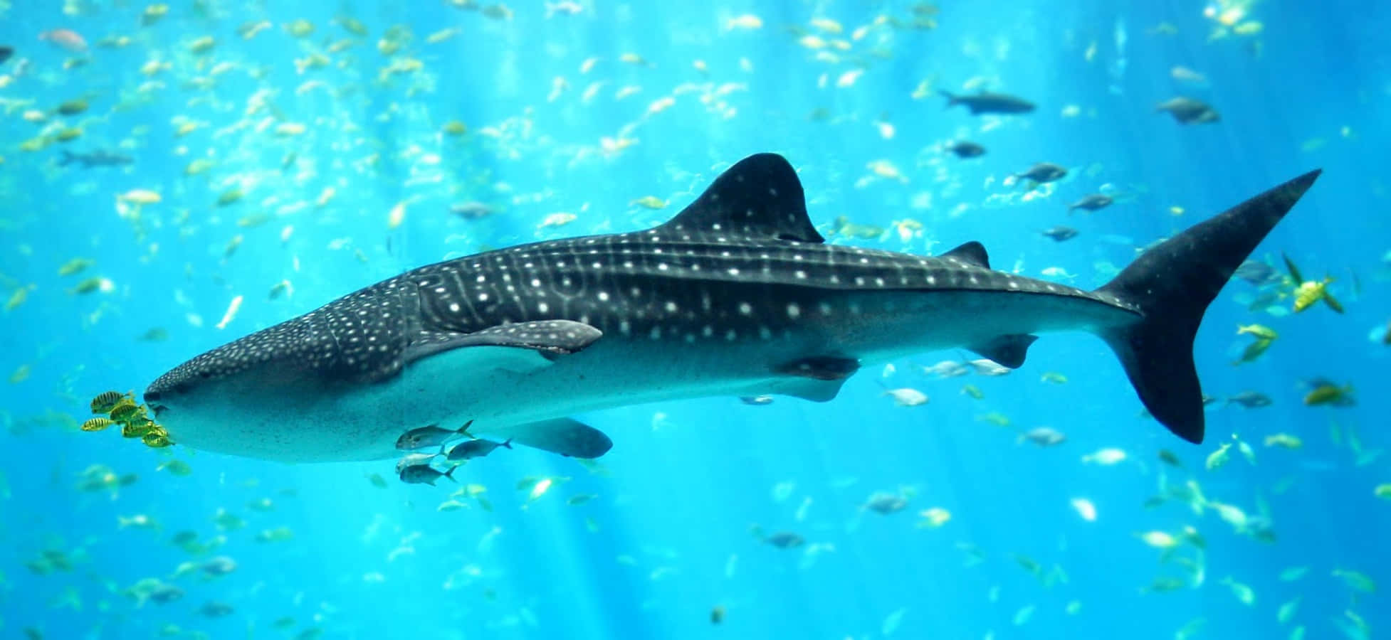 Whale Shark 桌布 壁紙 — 一條巨大的鯨鯊在充滿活力的碧綠海水中優雅地滑行，周圍環繞著閃閃發光的小魚群。