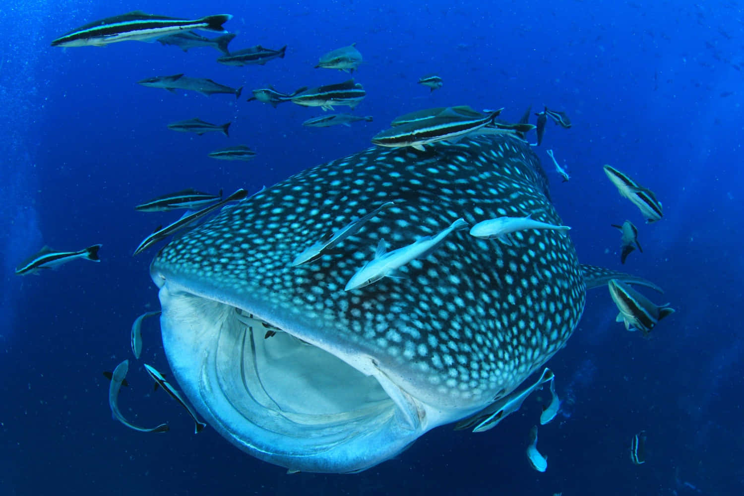 Whale Shark 桌布 壁紙 — 一條巨大的鯨鯊在深藍色海洋中優雅地游動，周圍環繞著一群細小的條紋魚。