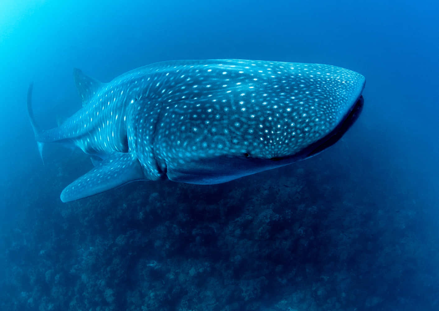 Whale Shark 桌布 壁紙 — 一條巨大的鯨鯊在深藍色海洋中優雅地滑過，上方是黑暗的珊瑚礁。
