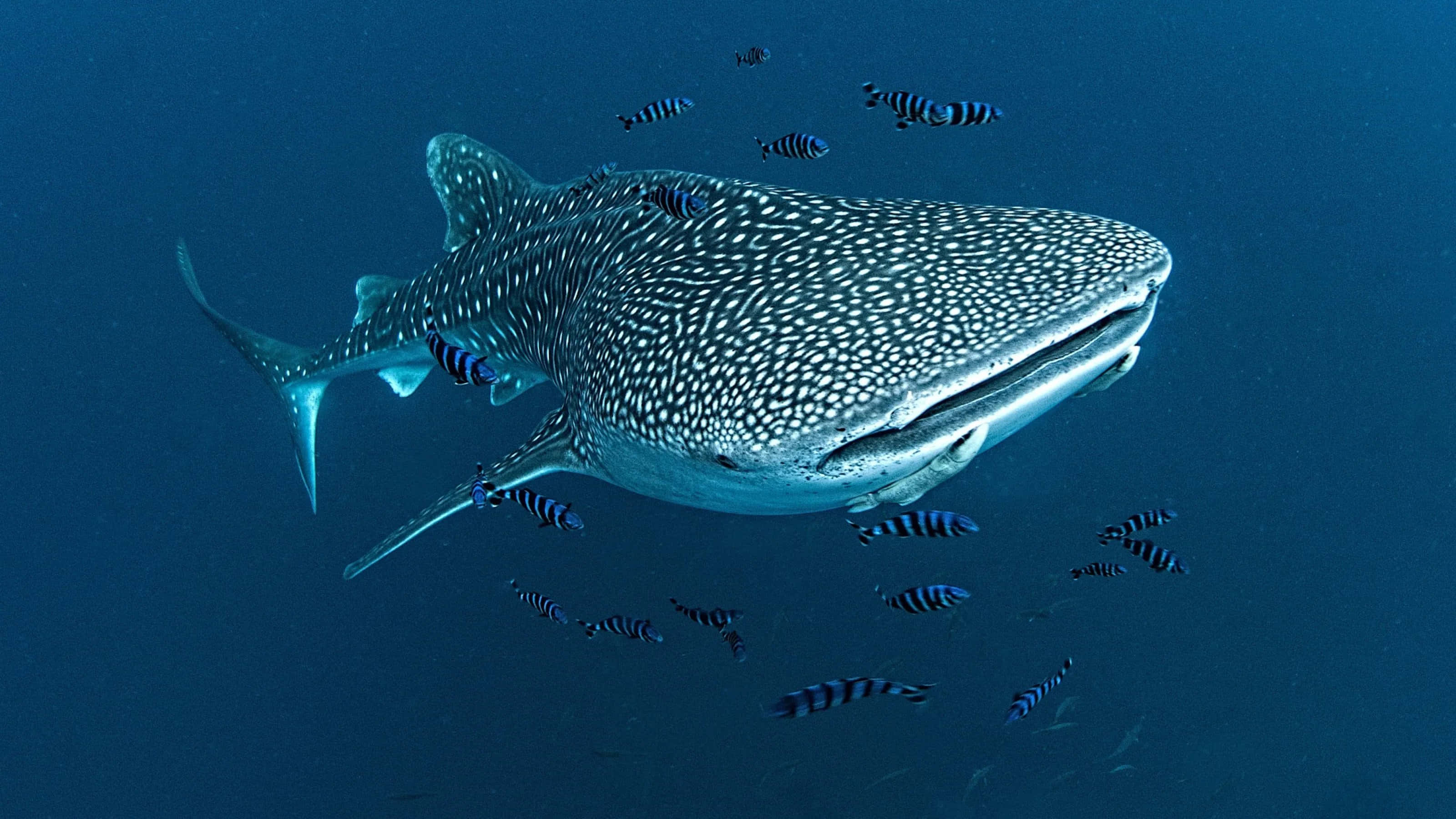 Whale Shark 桌布 壁紙 — 一條巨大的鯨鯊在深藍色海洋中滑行，周圍環繞著細小的條紋魚。