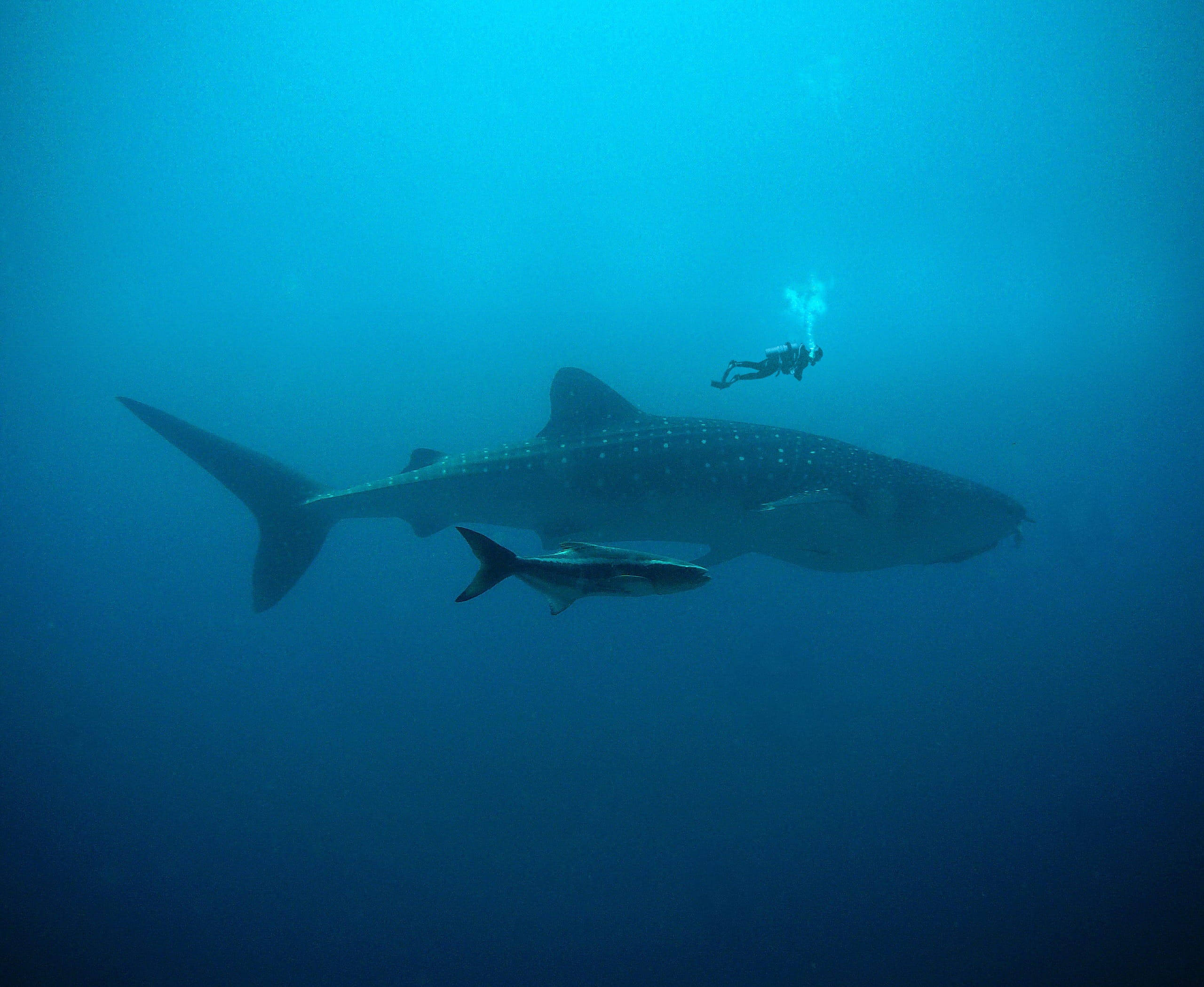 diving 桌布 壁紙 — 一條巨大的鯨鯊在深藍色的海水中滑行，一名水肺潛水員從上方觀察，一條小魚在附近游動。