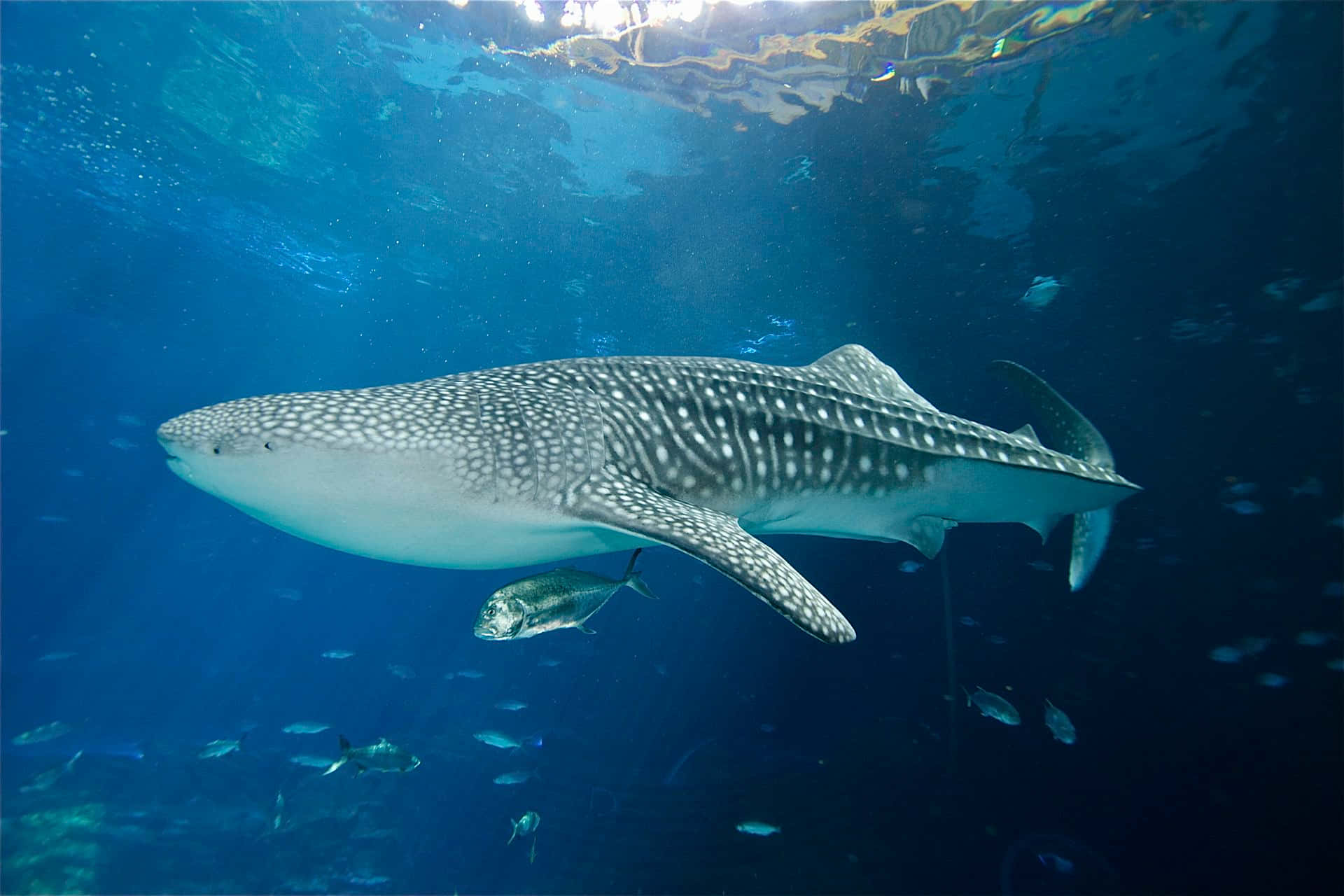 Whale Shark 桌布 壁紙 — 一條巨大的鯨鯊在深藍色的海洋中優雅地滑行，陽光從上方穿透而下。