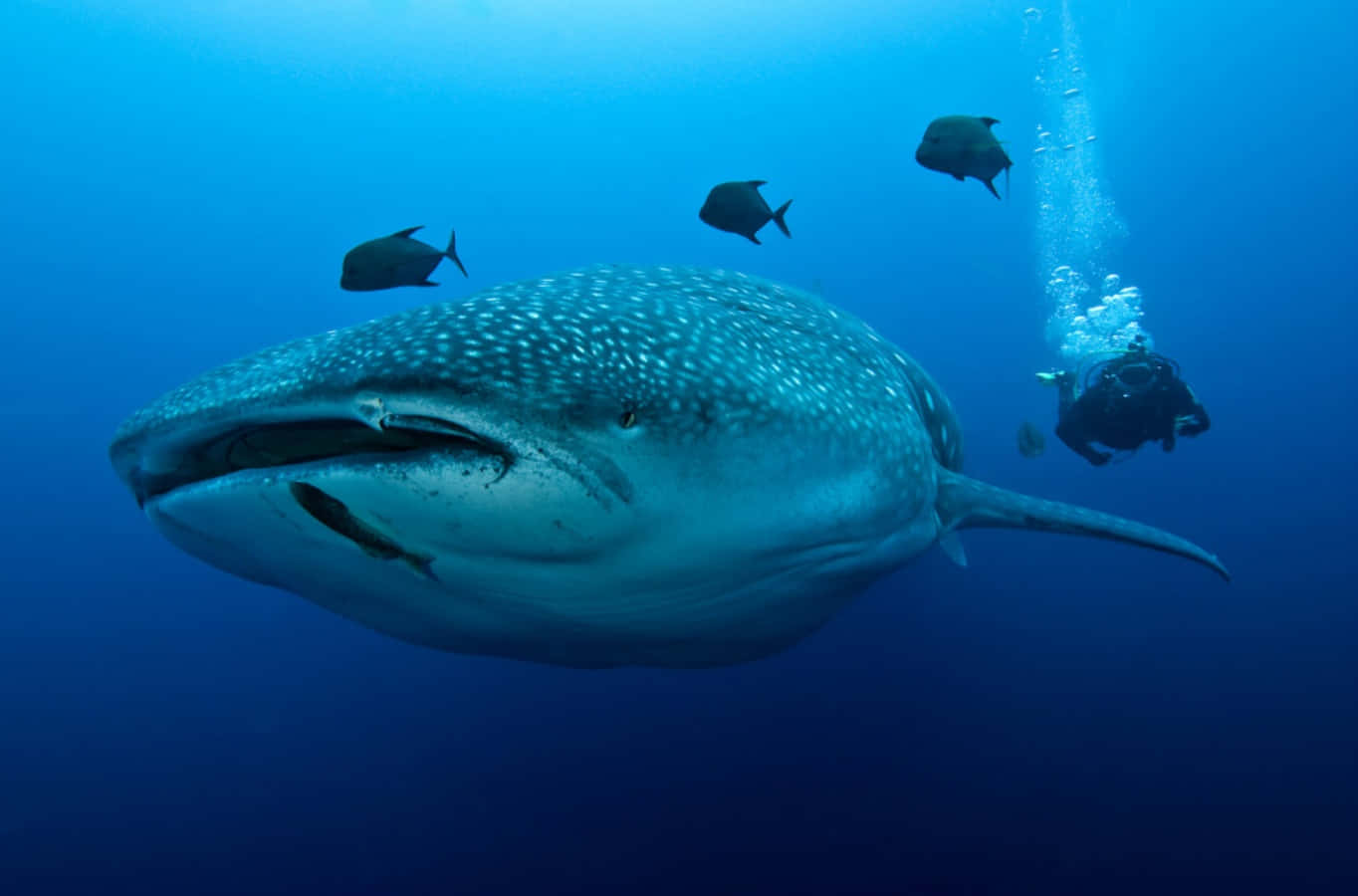 Whale Shark 桌布 壁紙 — 一條巨大的鯨鯊在深藍色的海洋水中優雅地滑行，一名水肺潛水員在附近觀察，氣泡上升。