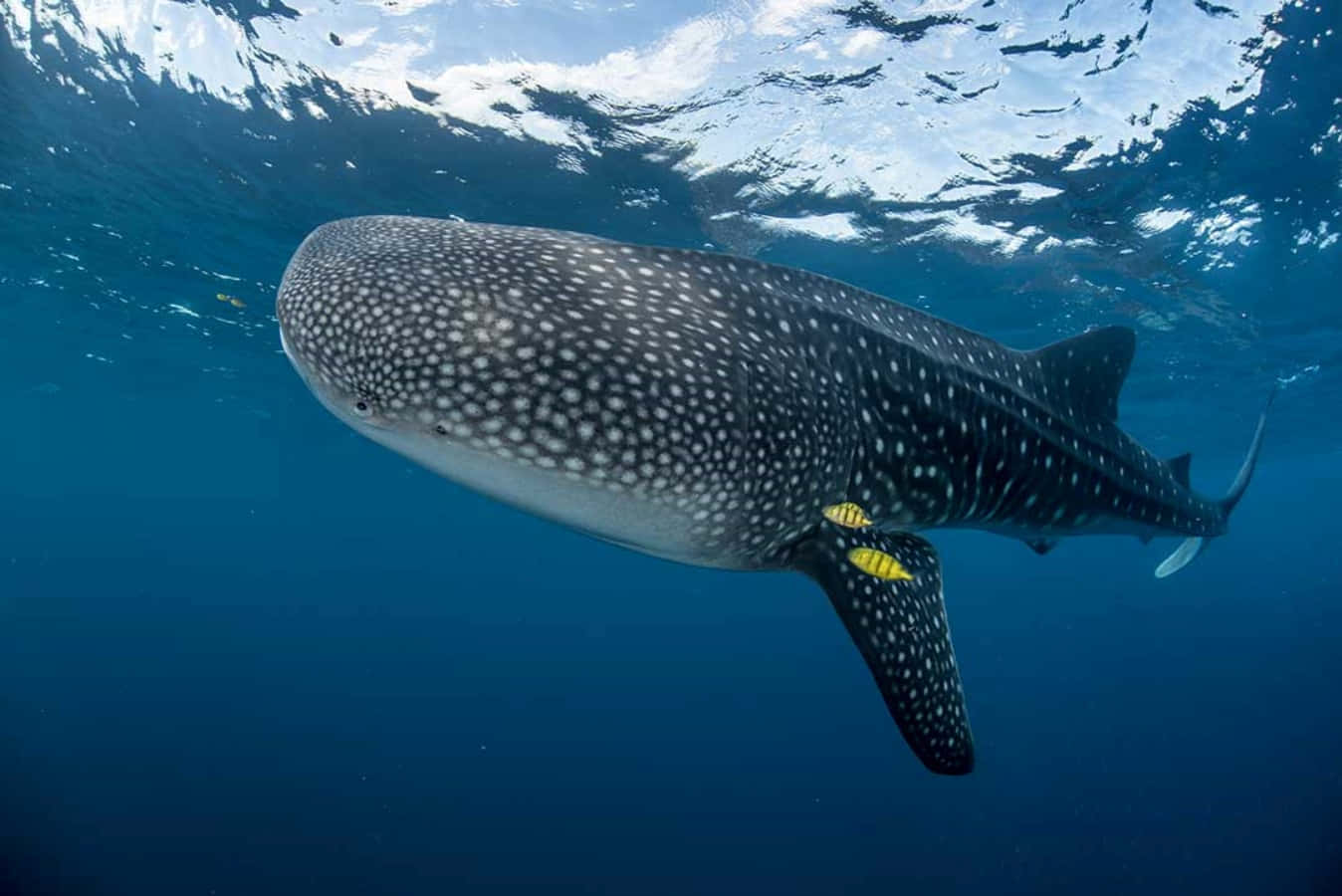Whale Shark 桌布 壁紙 — 一條巨大的鯨鯊在清澈湛藍的海水中優雅地滑行，陽光從上方穿透而下。