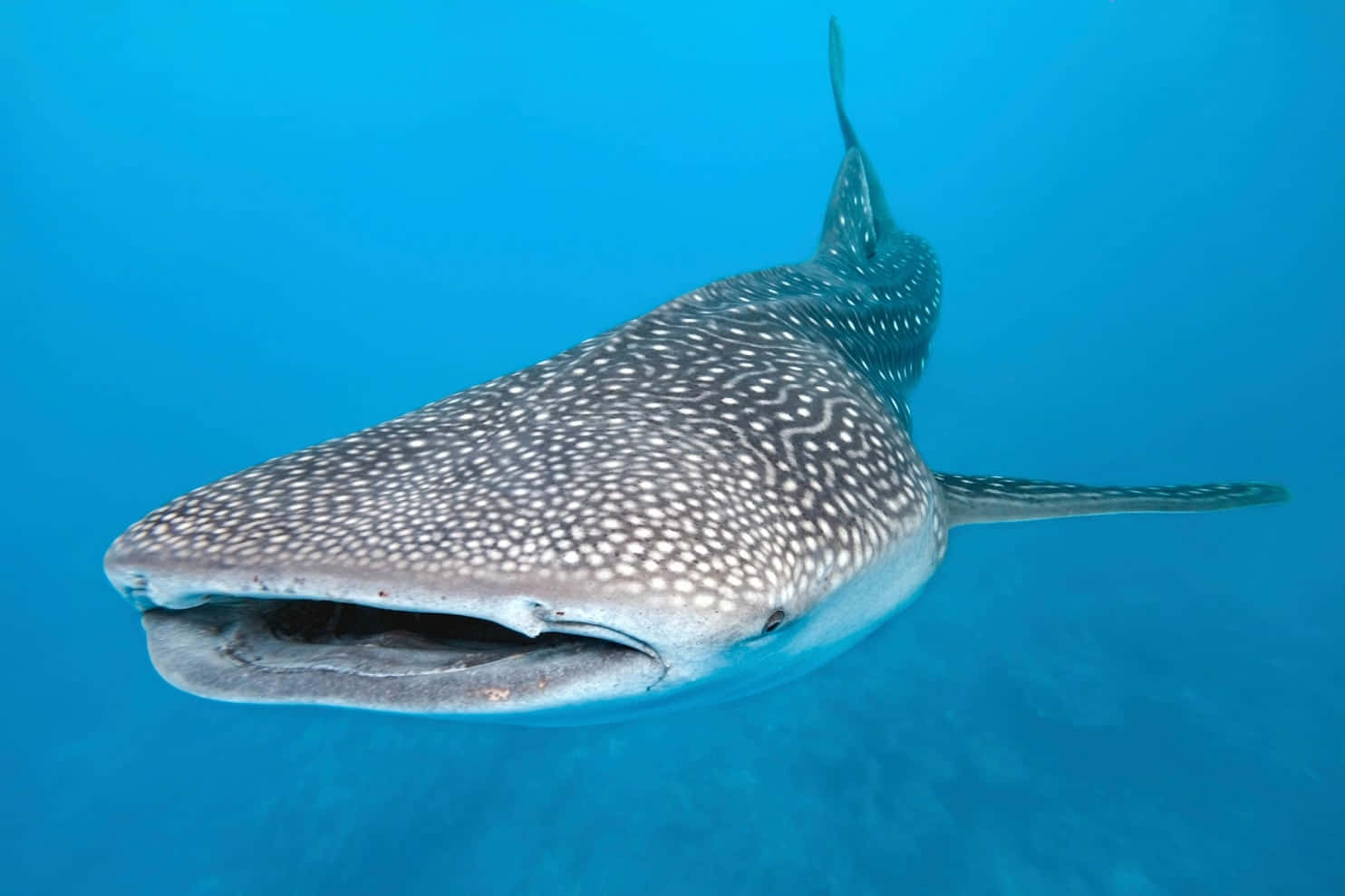 Whale Shark 桌布 壁紙 — 一條巨大的鯨鯊在清澈的碧綠海水中滑行，其斑點皮膚和張開的嘴巴清晰可見。