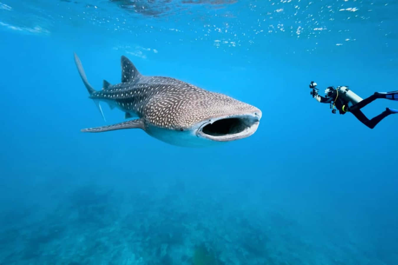 Whale Shark 桌布 壁紙 — 一條巨大的鯨鯊在清澈的碧綠海水中優雅地滑行，一名水肺潛水員用相機捕捉了這一刻。